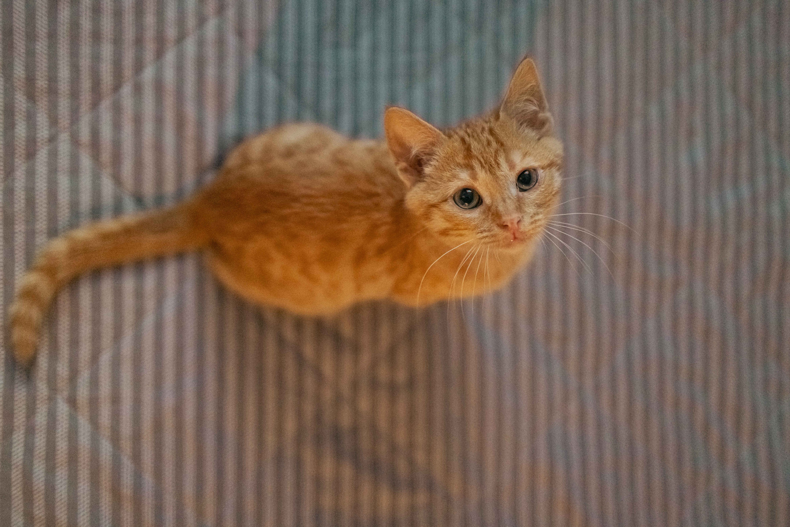 Кускус. Фотограф-анималист в Москве Лера Черноног