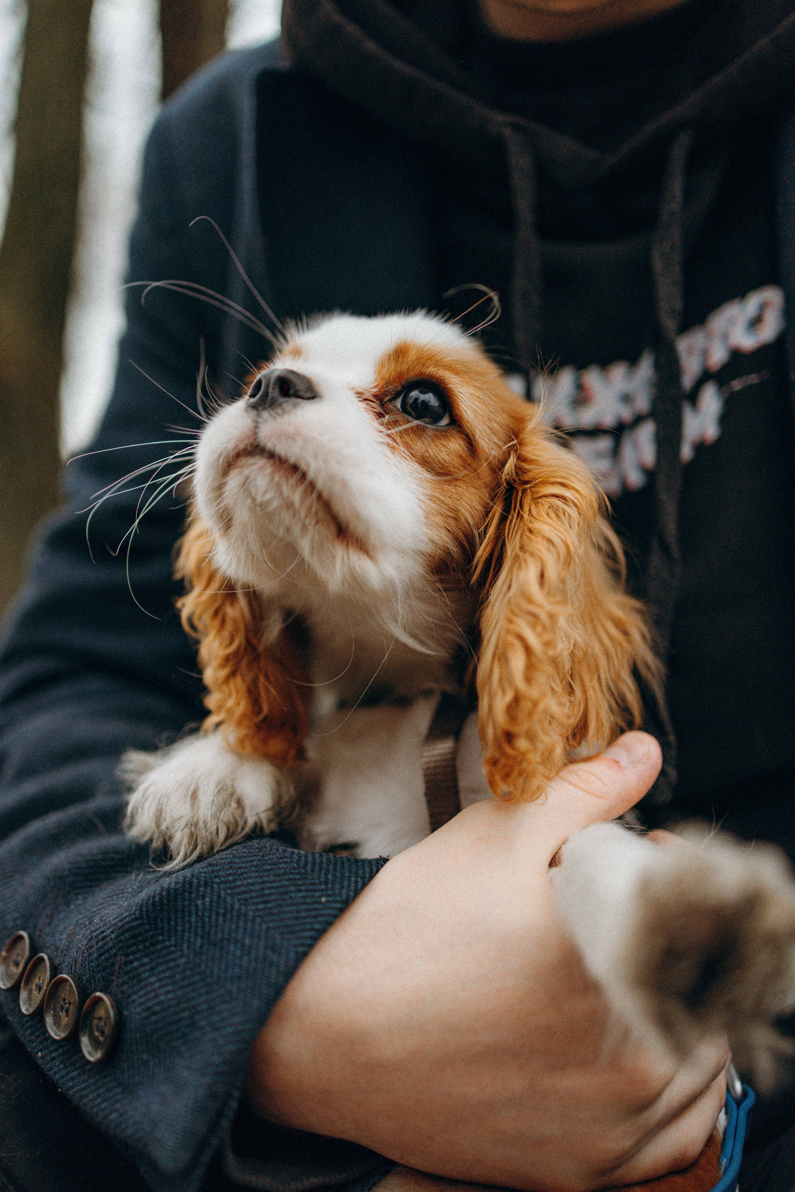 Юля и Кипр. Фотограф-анималист в Москве Лера Черноног