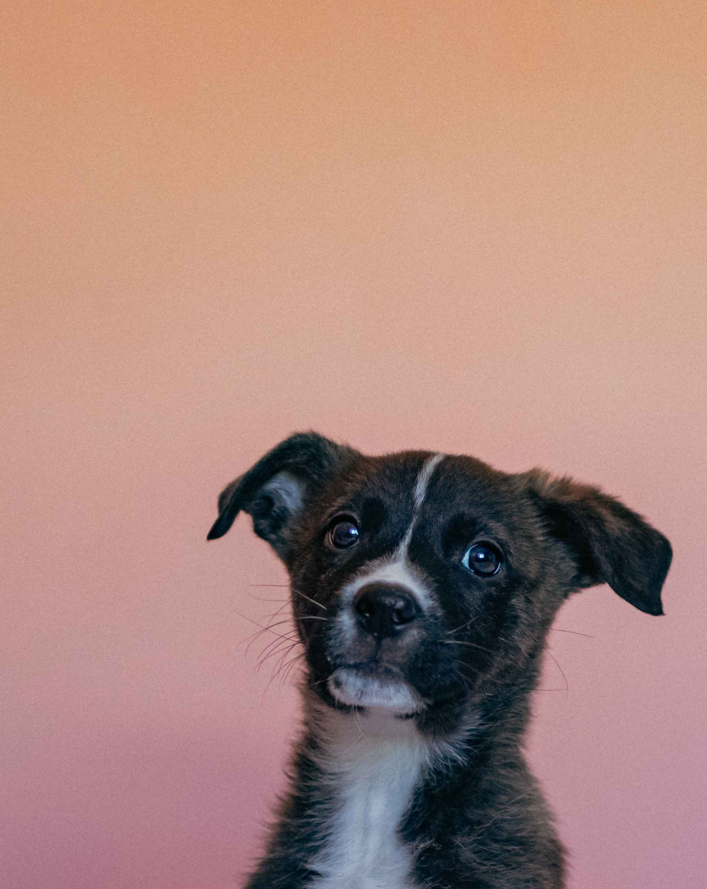Гайка. Фотограф-анималист в Москве Лера Черноног
