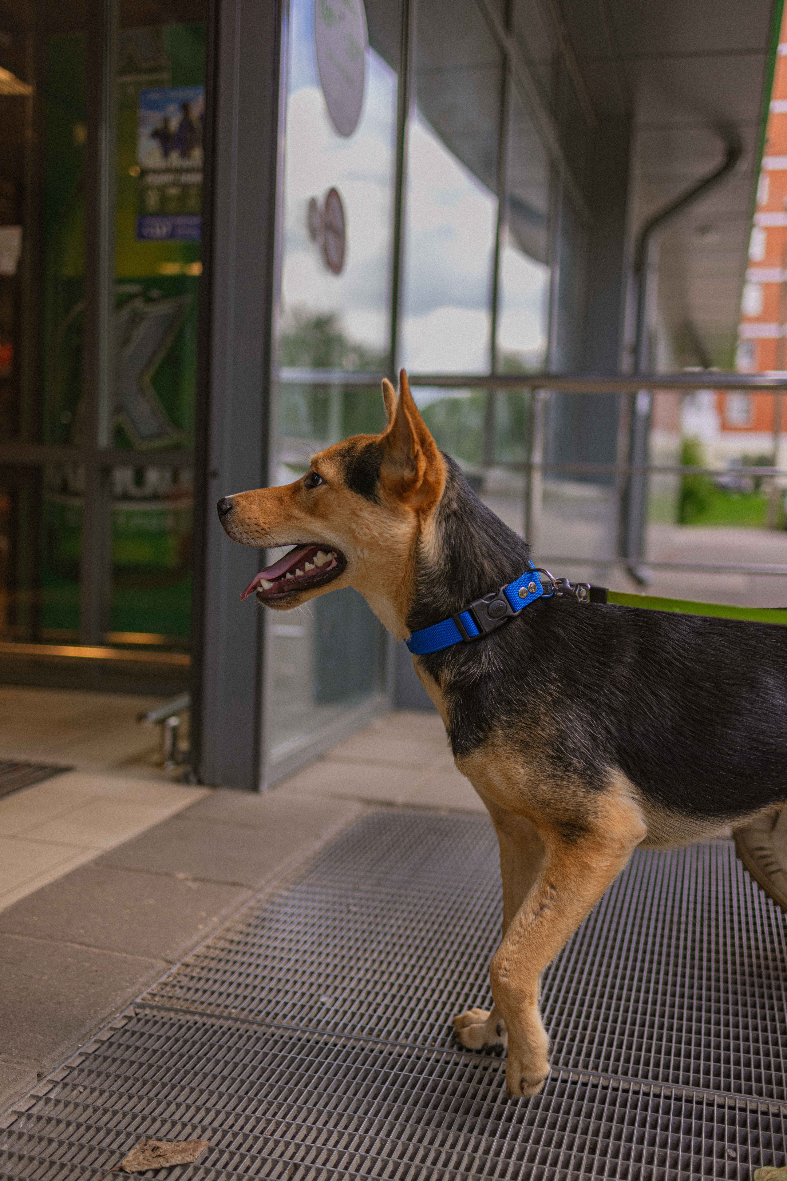 Джеки. Фотограф-анималист в Москве Лера Черноног