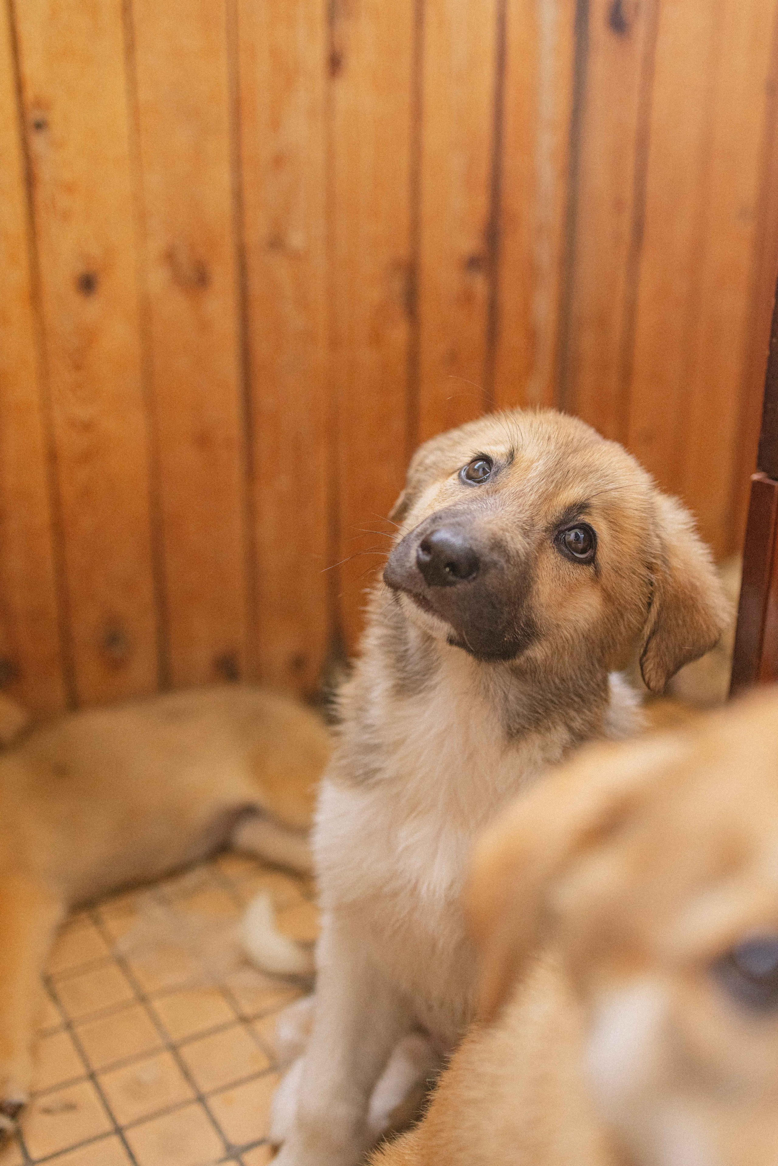 Щеночки на кухне. Фотограф-анималист в Москве Лера Черноног