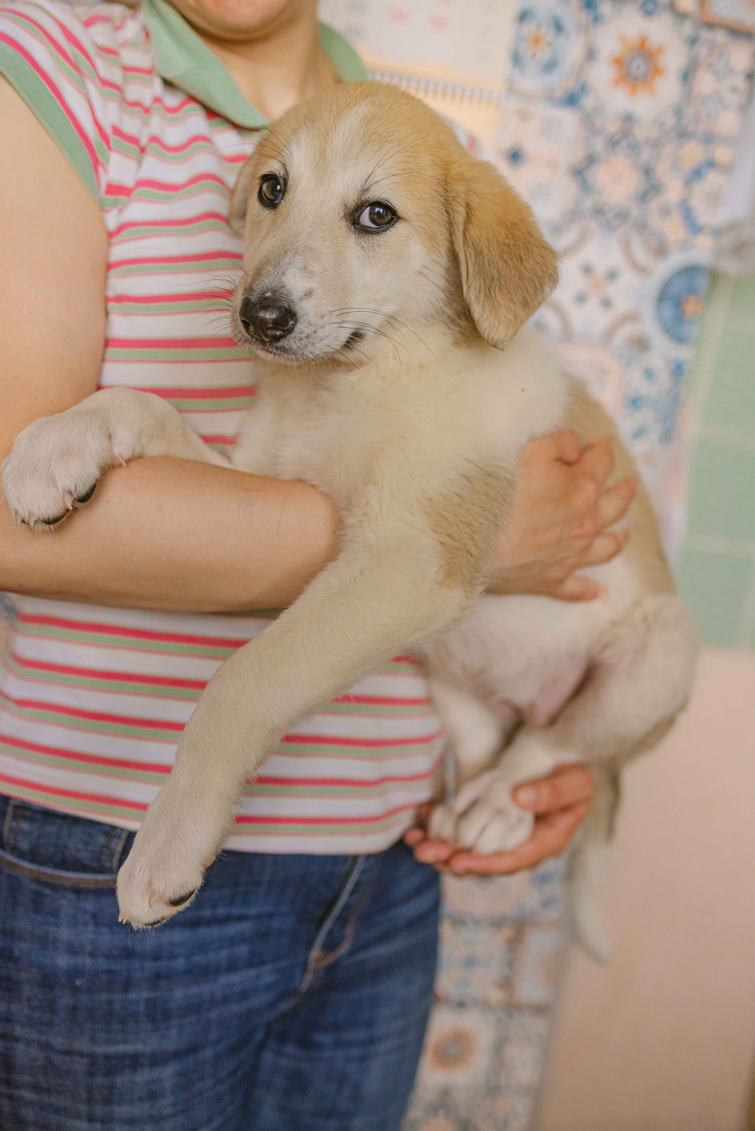Щеночки на кухне. Фотограф-анималист в Москве Лера Черноног
