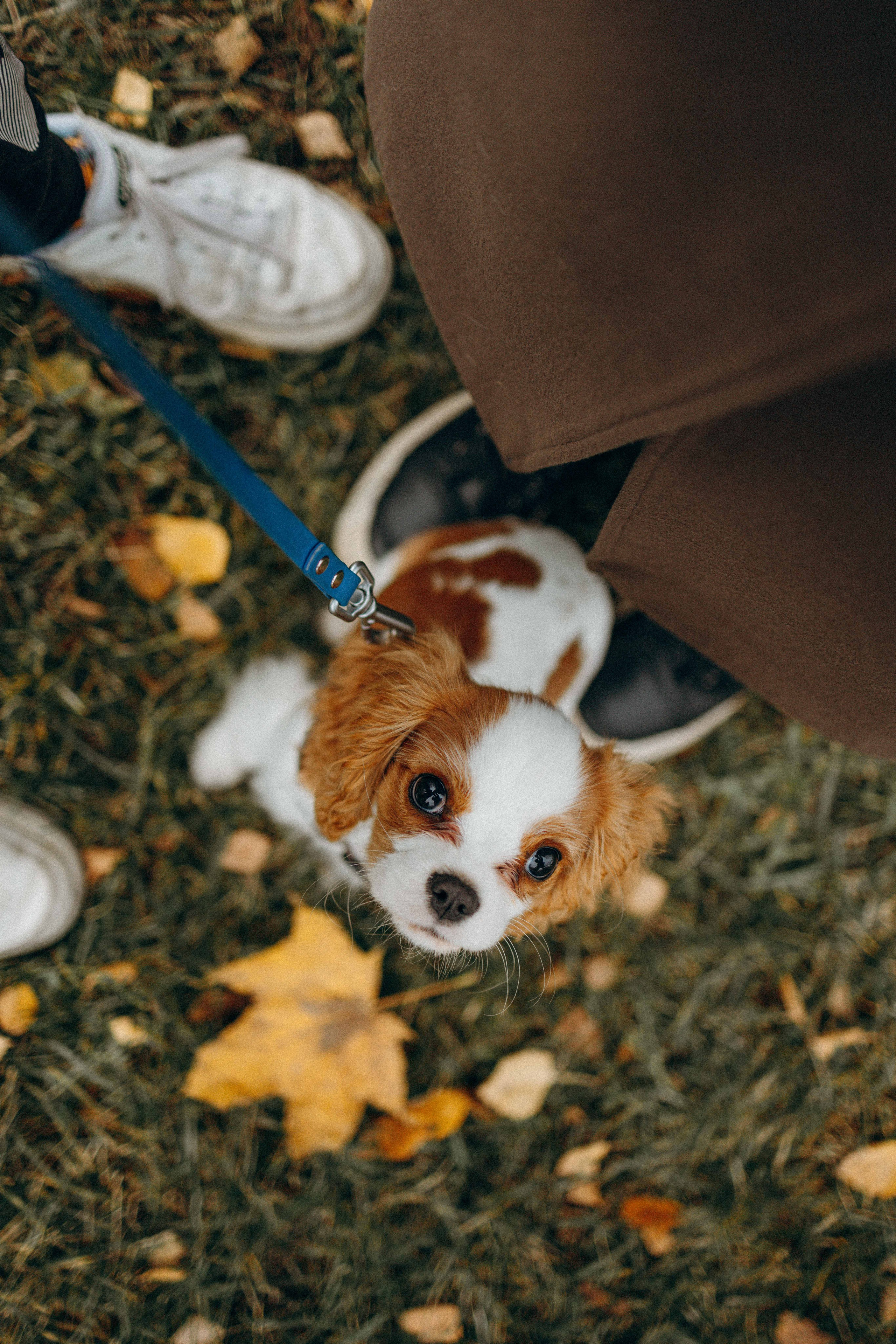 Юля и Кипр. Фотограф-анималист в Москве Лера Черноног