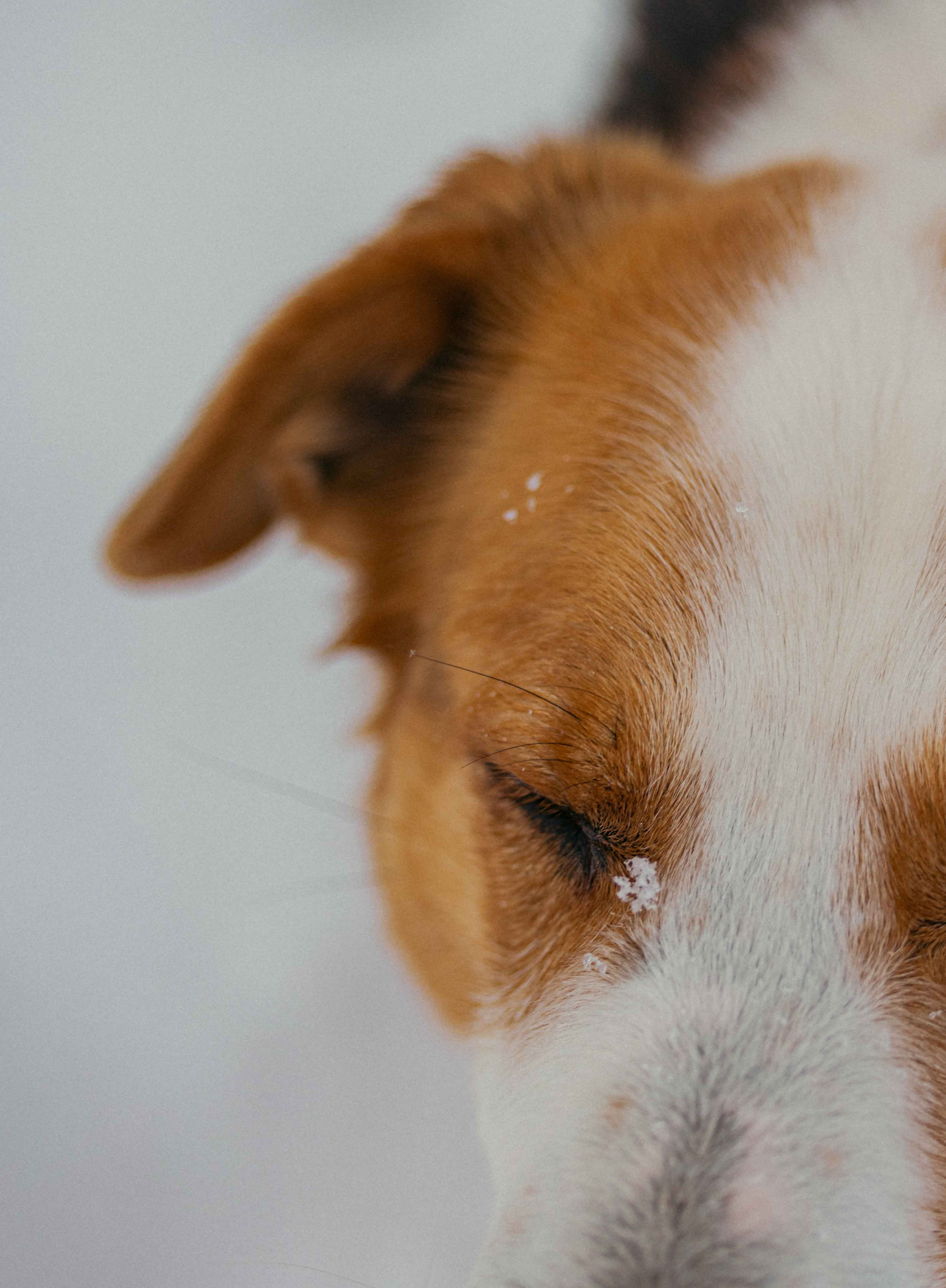 Петя. Фотограф-анималист в Москве Лера Черноног