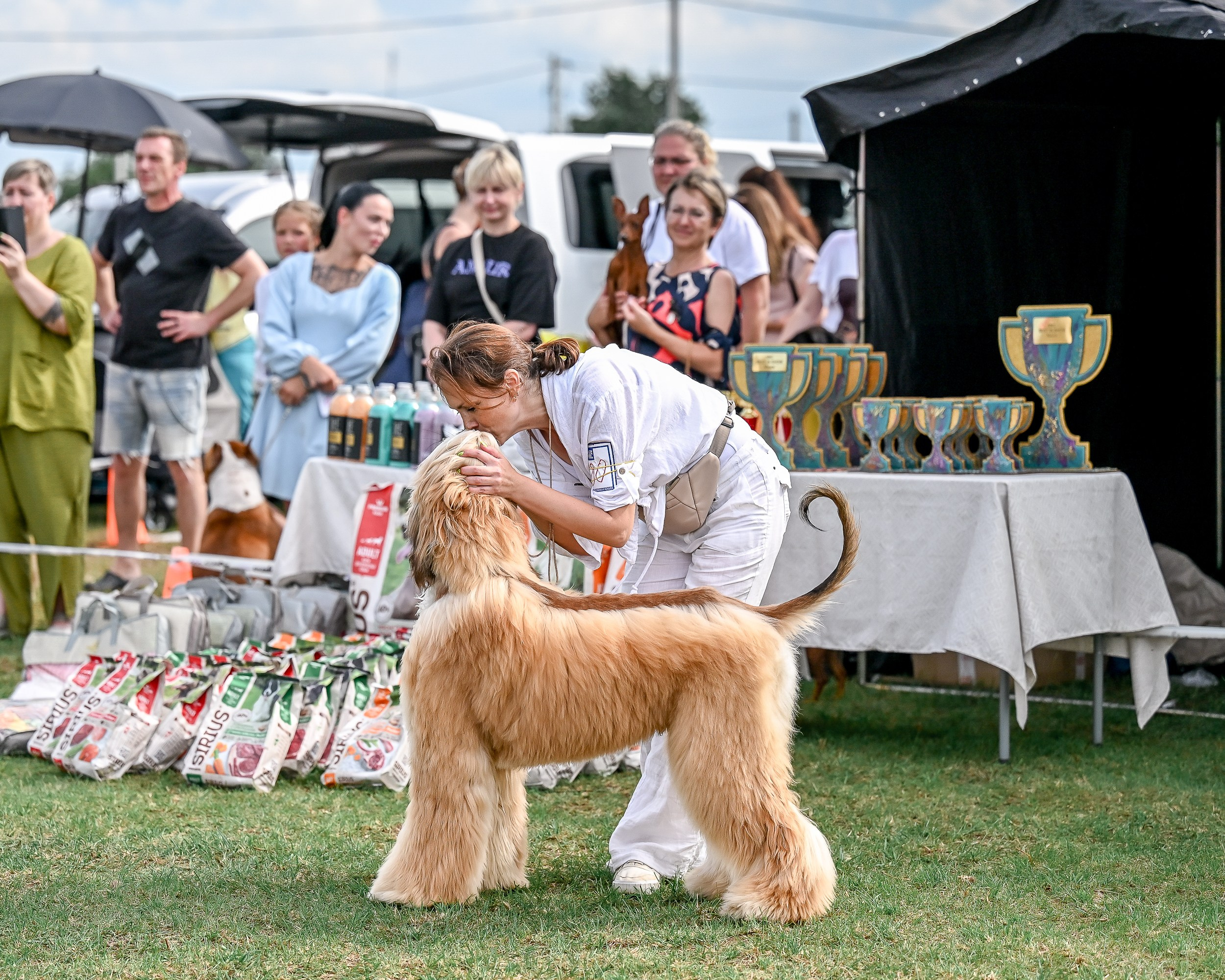 Республиканская выставка собак всех пород. Галерея фотографий афганской борзой