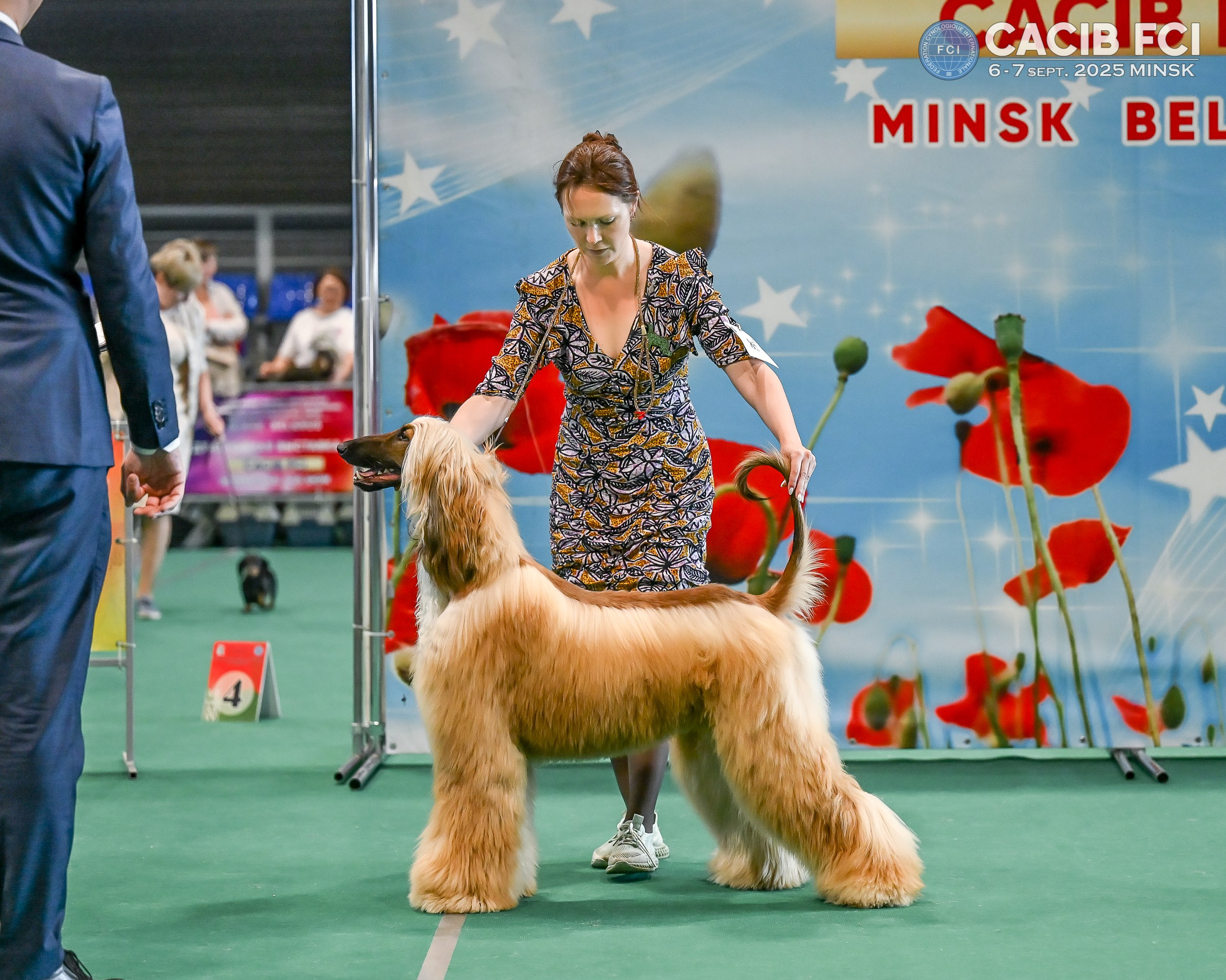 06-07.09.25 Международная выставка собак, Минск, CACIB, FCI. Галерея фотографий афганской борзой