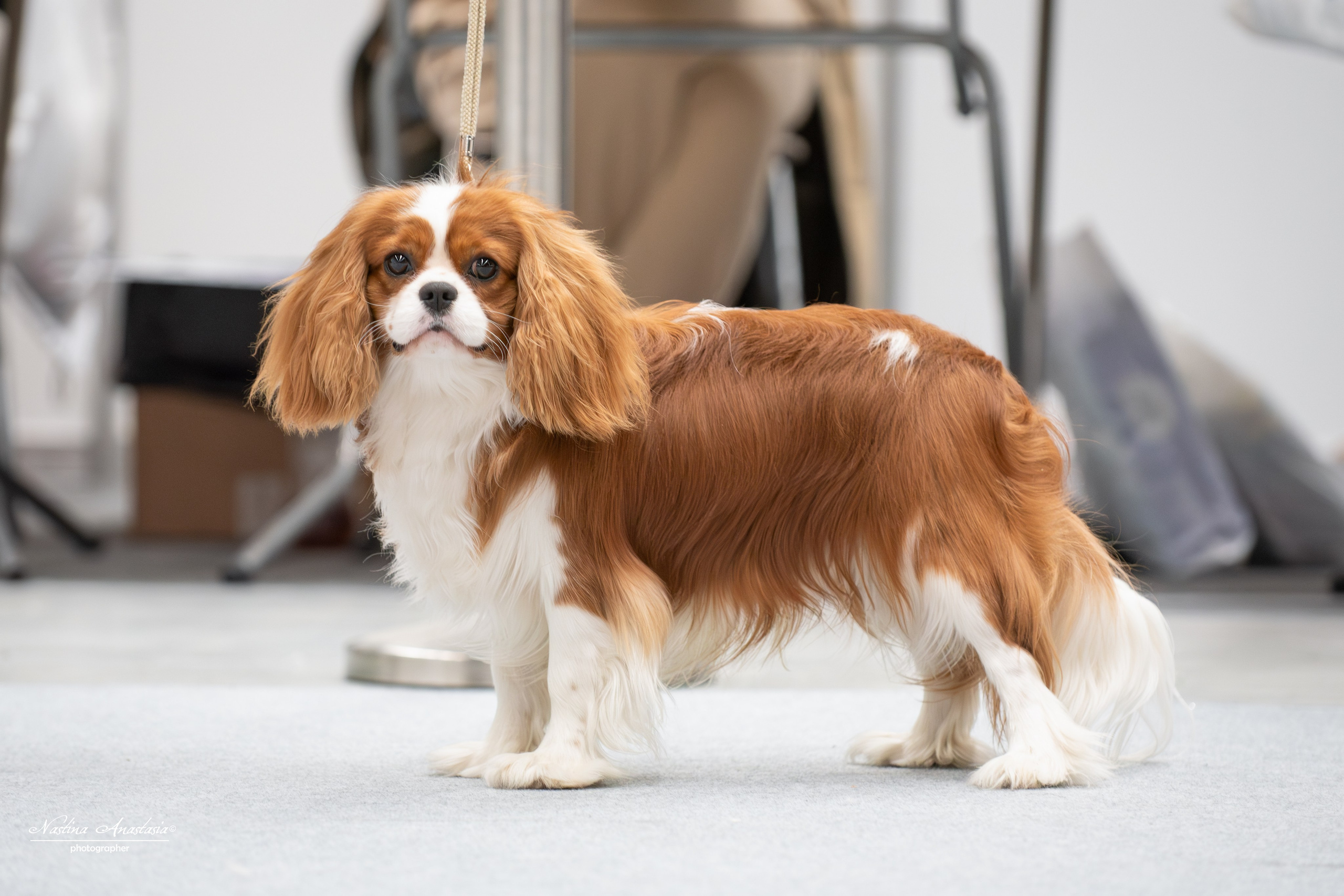 Выставки. Фотограф — Анималист