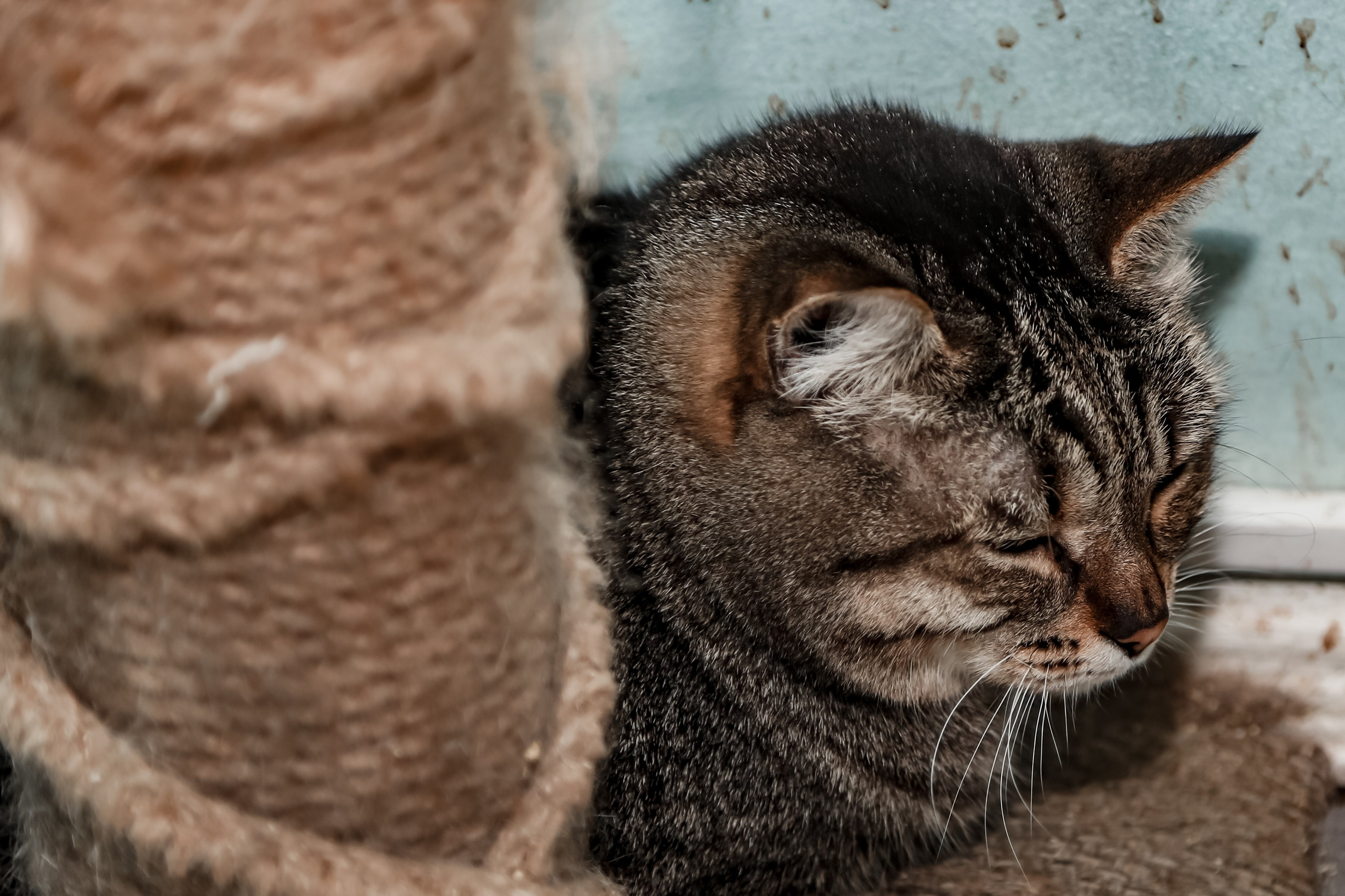 Приют Кошкин Дом Филимоша. Ваш фотограф в Оренбурге Рощупкина Екатерина