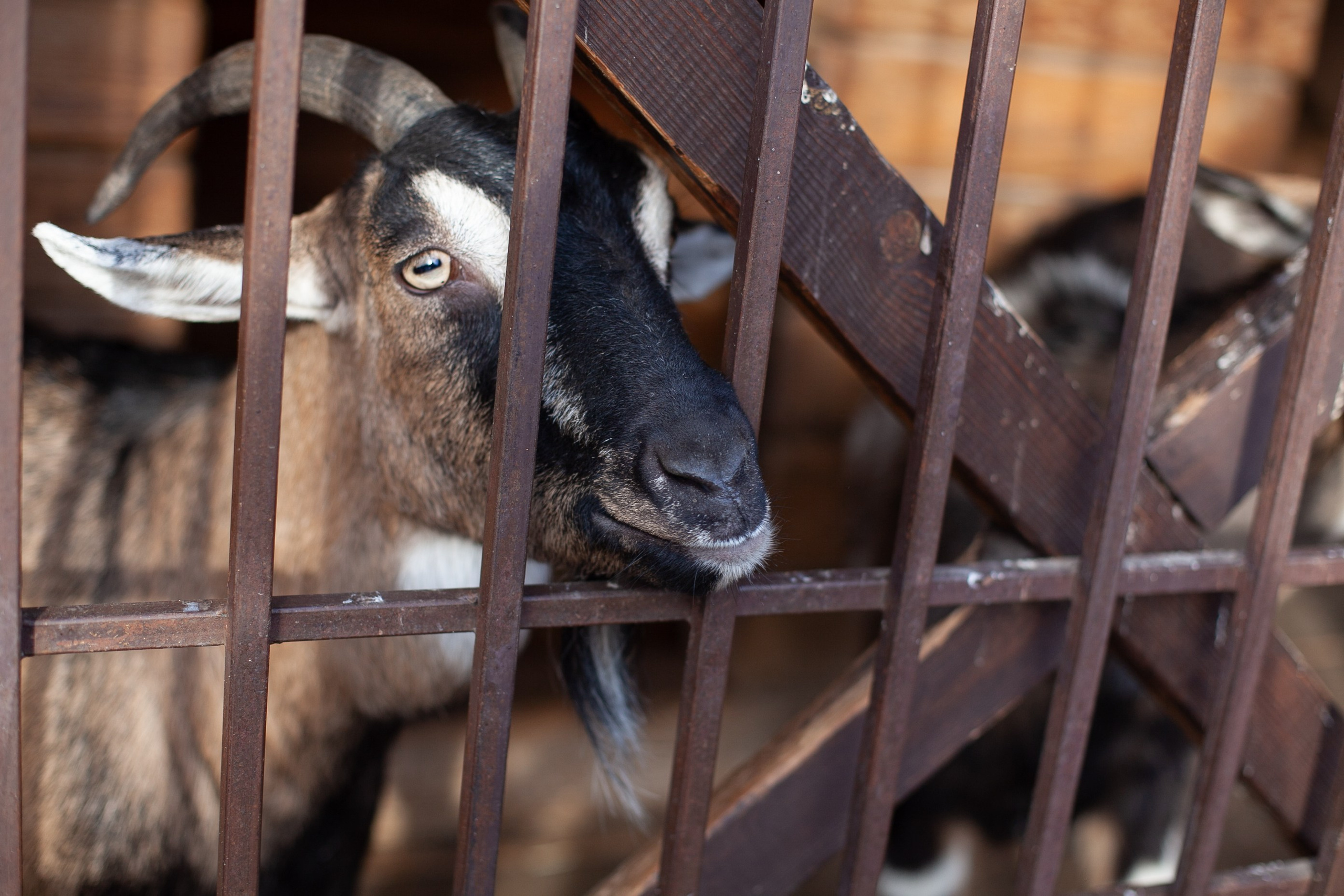 Сады Мечты. Контент для сайта. Фотограф Дарья Локотко в Красноярске
