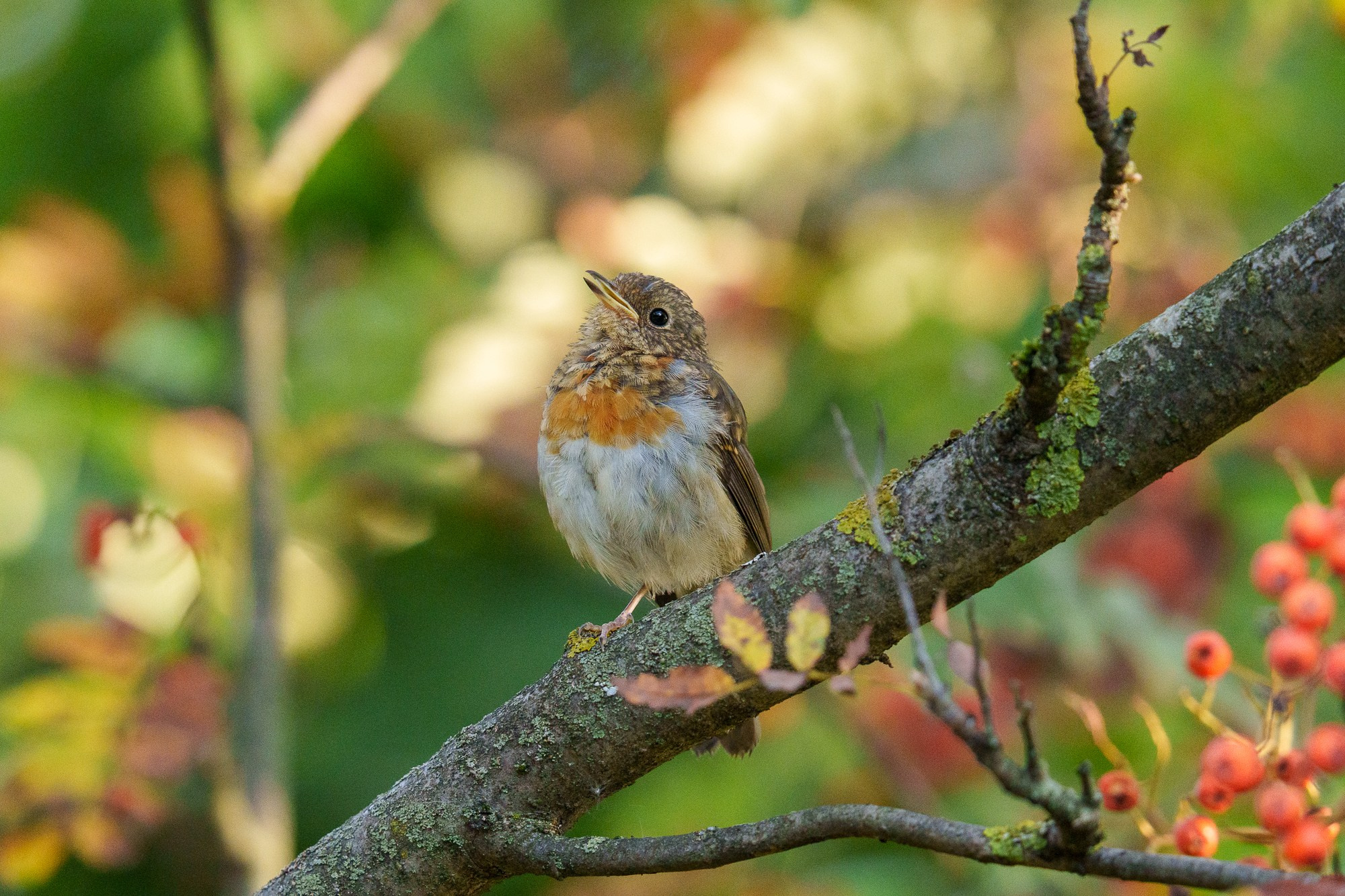 Удивительные мир птиц. Вокруг нас столько прекрасного — присмотритесь!. Ваш личный фотограф Марина Волкова