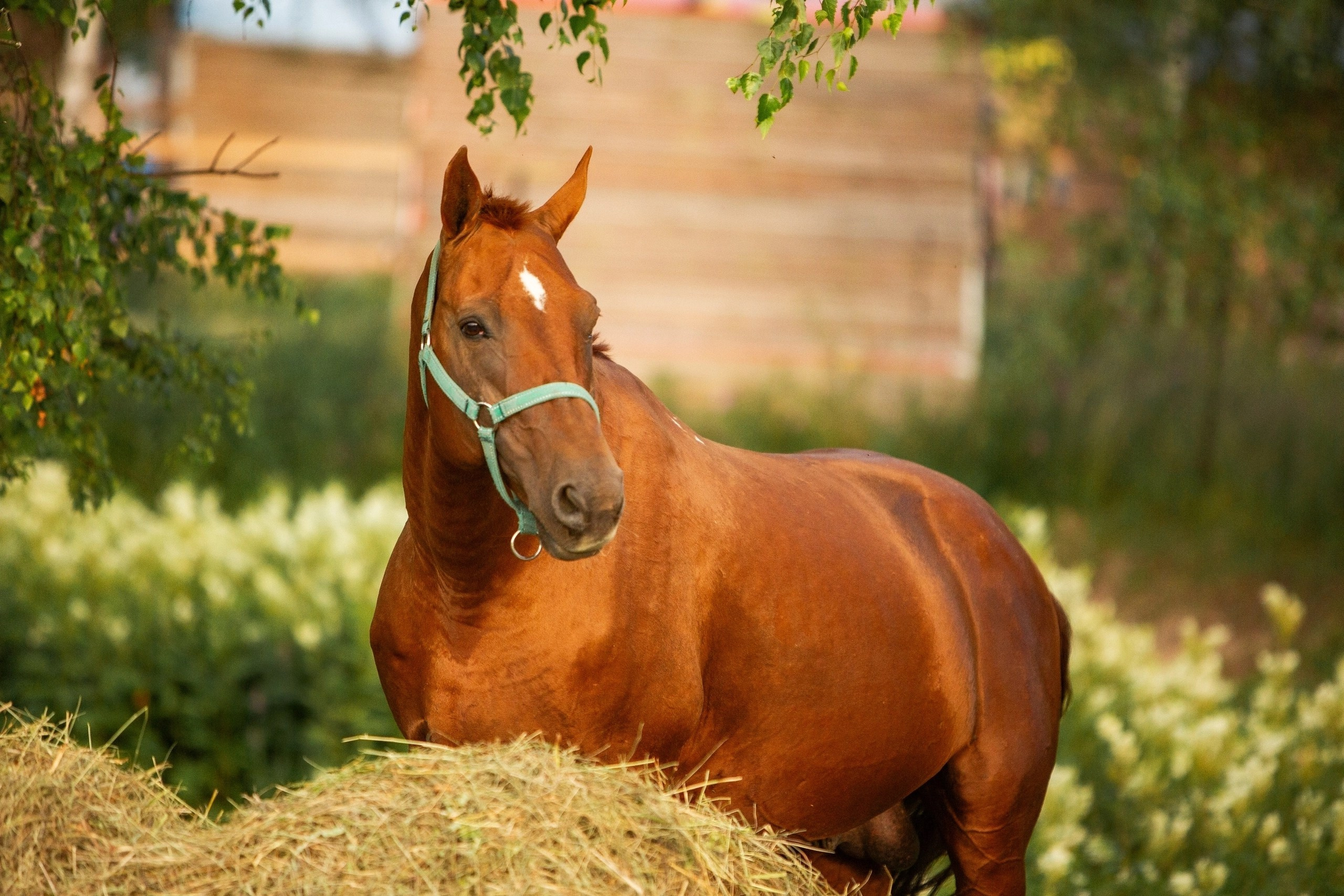 Проект " Донское золото России». Конный фотограф Юлия Дроздова