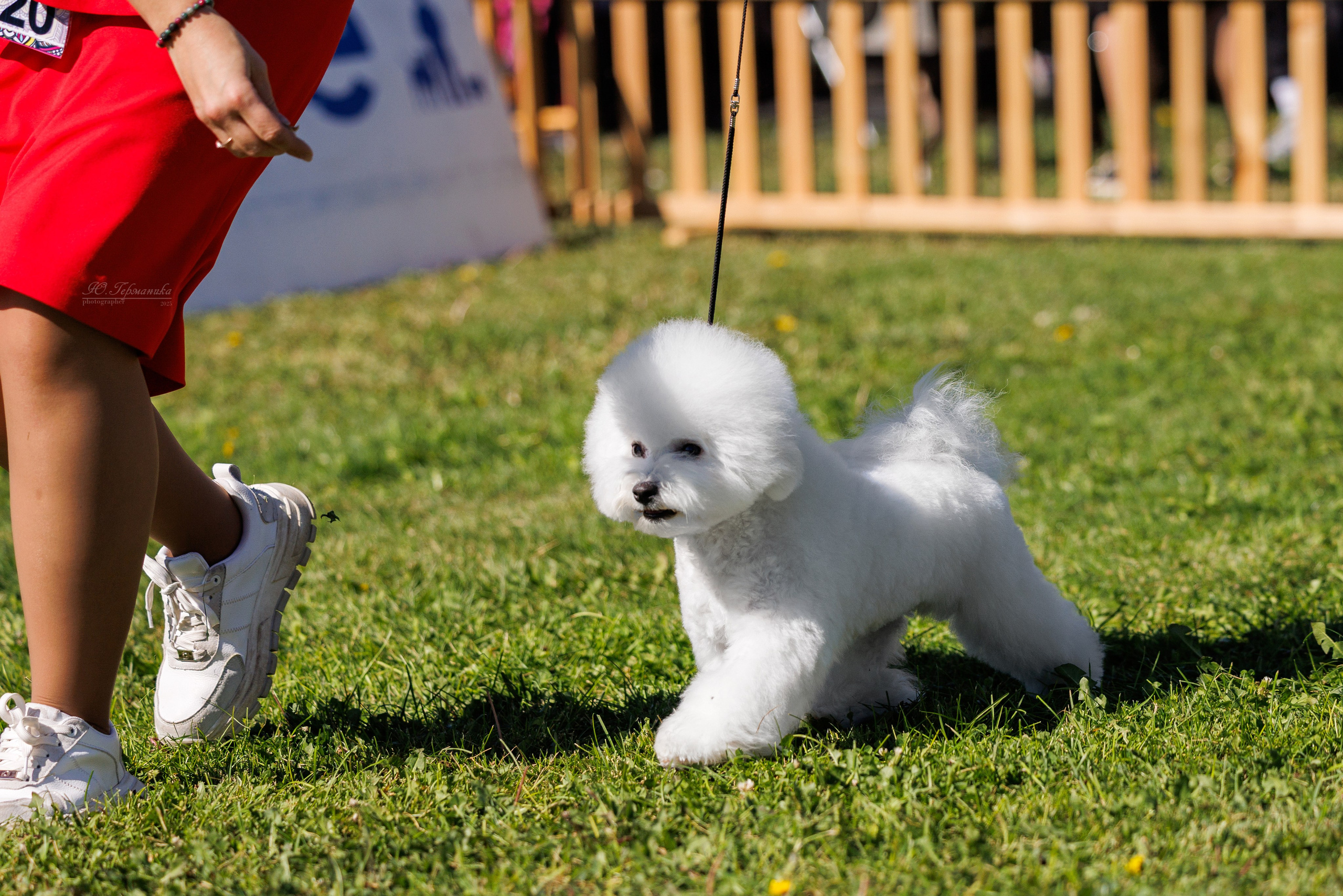Ереван 14-16.10.2025. Фотограф-анималист Юлия Германика