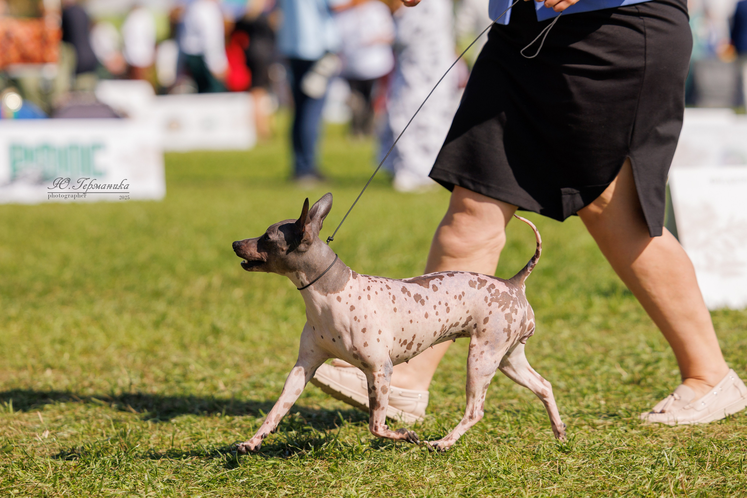 Переславль 5-7.08.2025. Фотограф-анималист Юлия Германика
