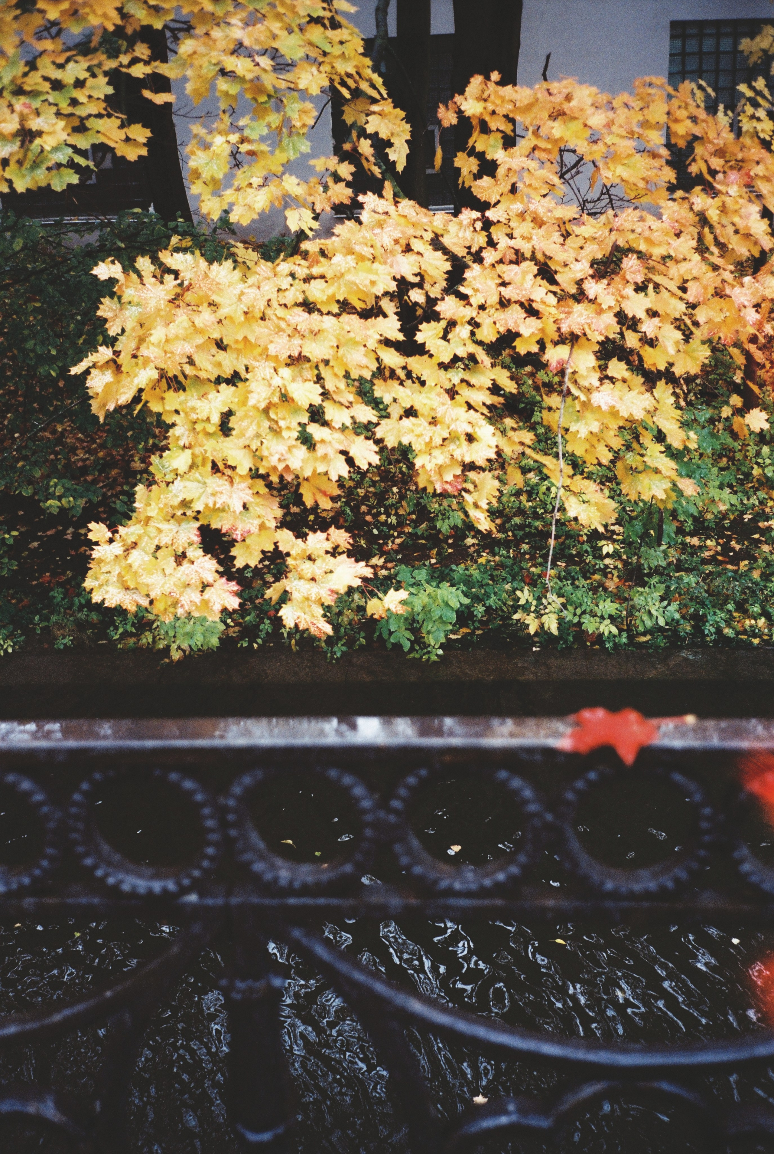 Фотографии цветные. Свадебный и семейный пленочный фотограф в Петербурге Истомина Ирина