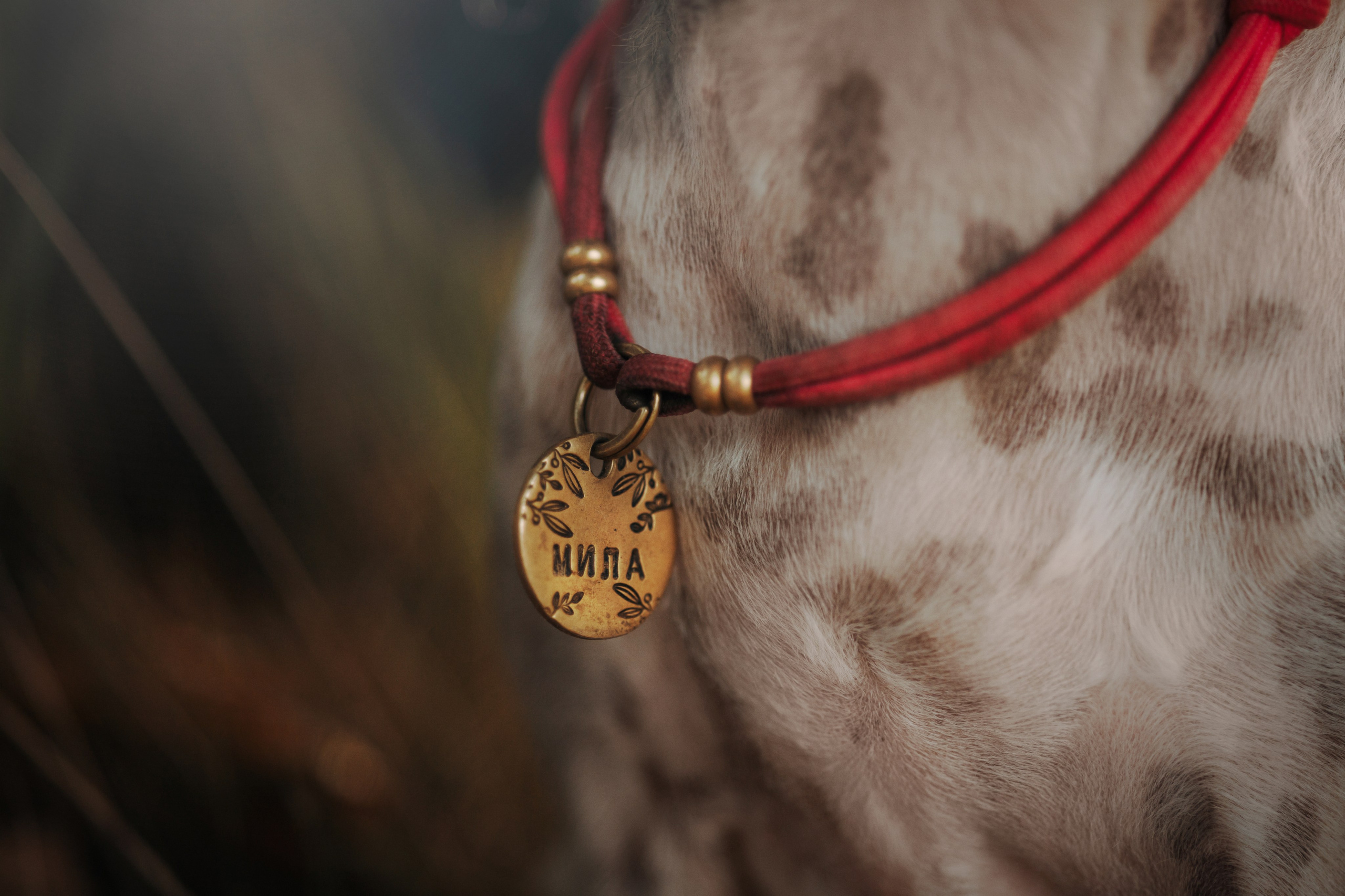 Любовь и ее хвостики. Фотограф — Анималист | Санкт-Петербург