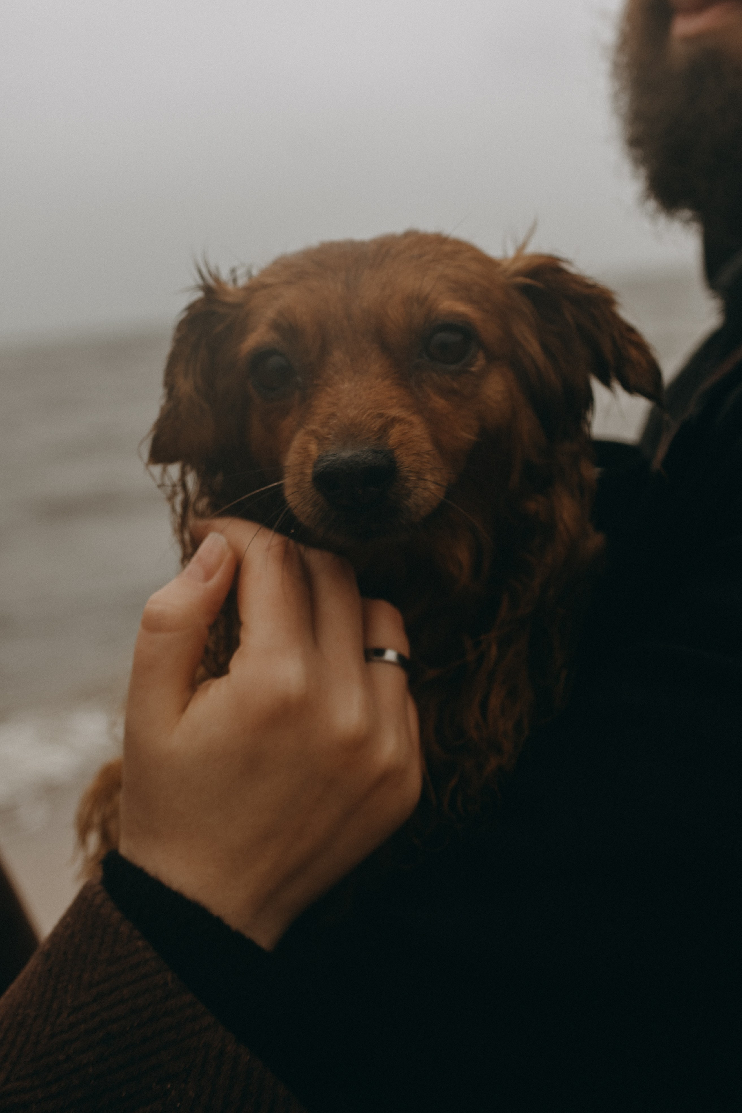 Жу и ее семья. Фотограф — Анималист | Санкт-Петербург