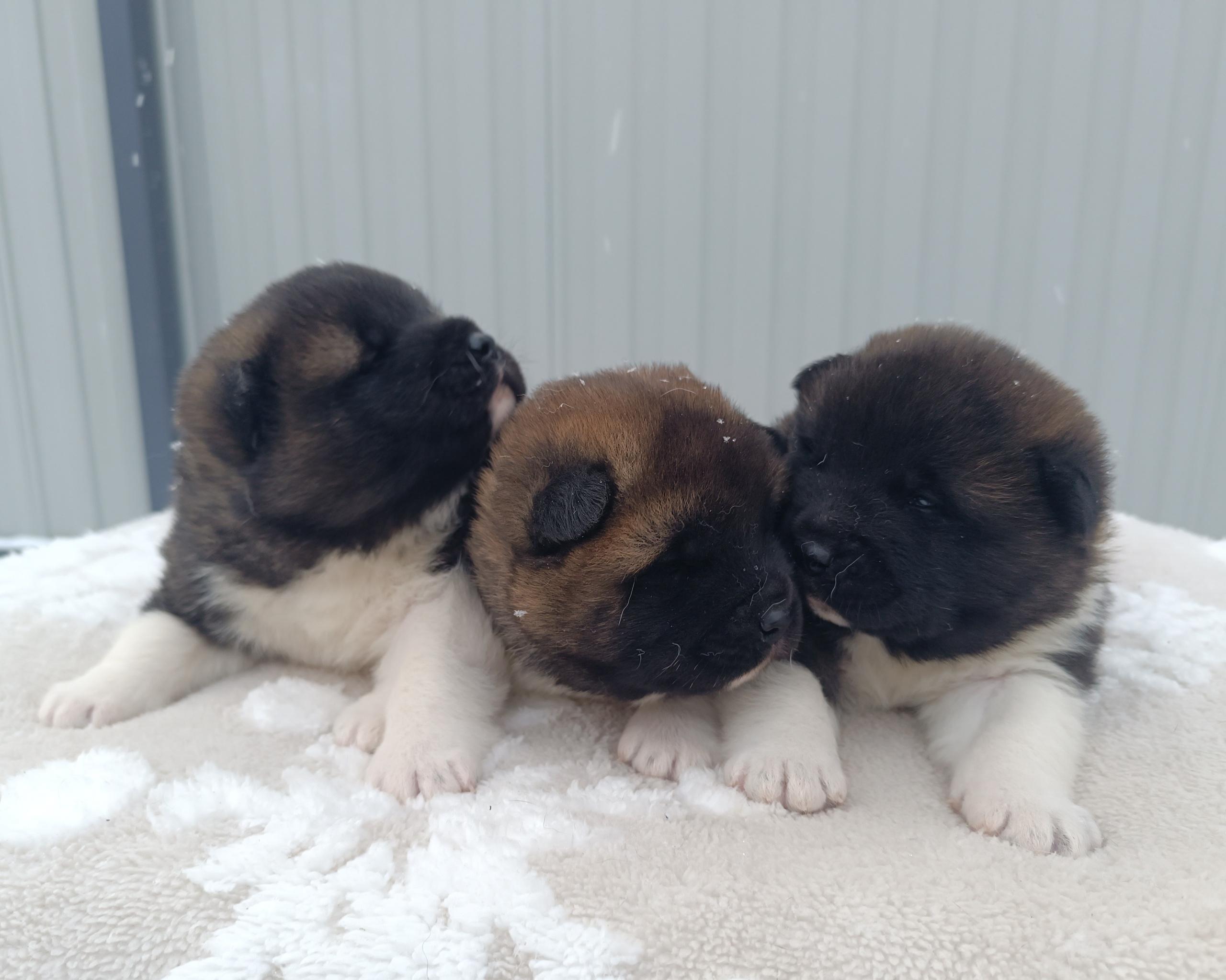 Американская акита  щенки питомник Санкт-Петербург клубные щенки Американская акита питомник RUBYLIGHT Рубилайт купить щенка американской акиты