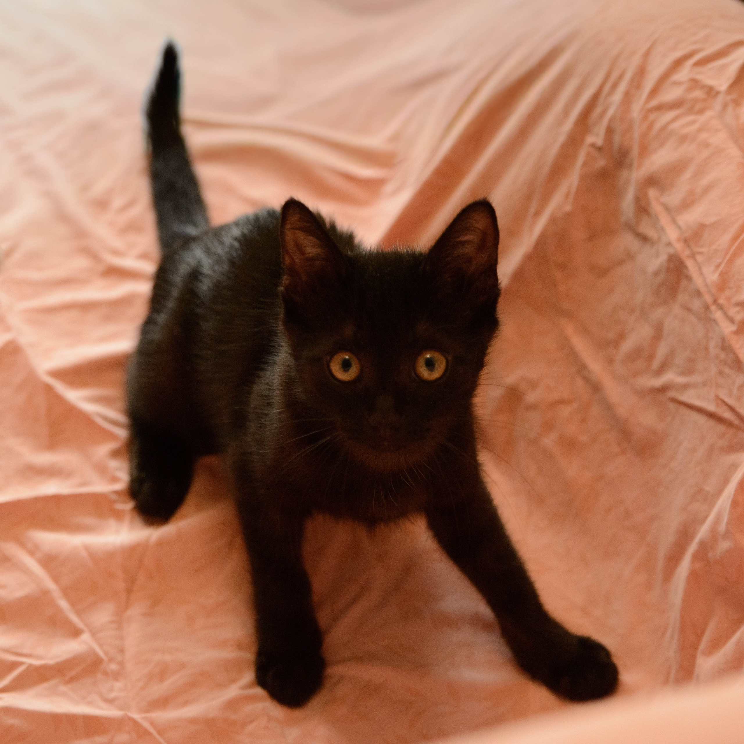 Котёнок. Фотосессии