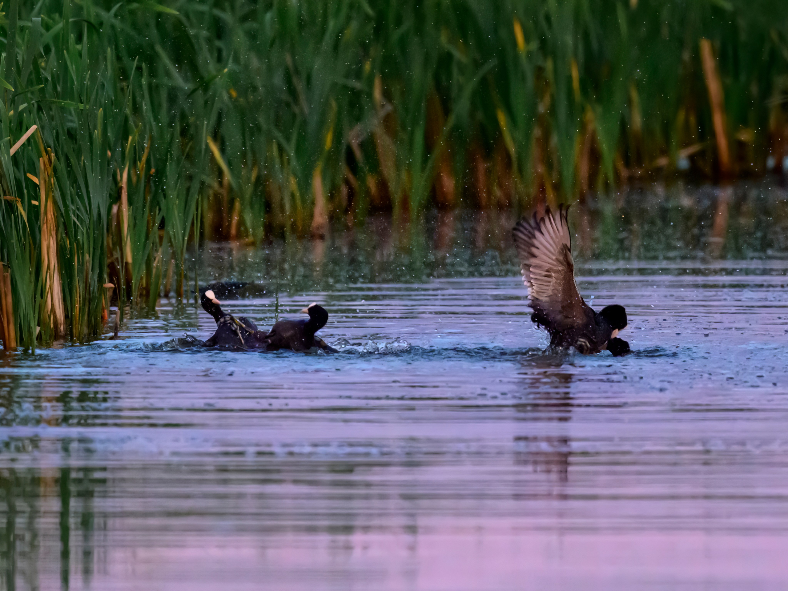 Драки лысух и лунь. Wildlife photography by Sergey Puponin