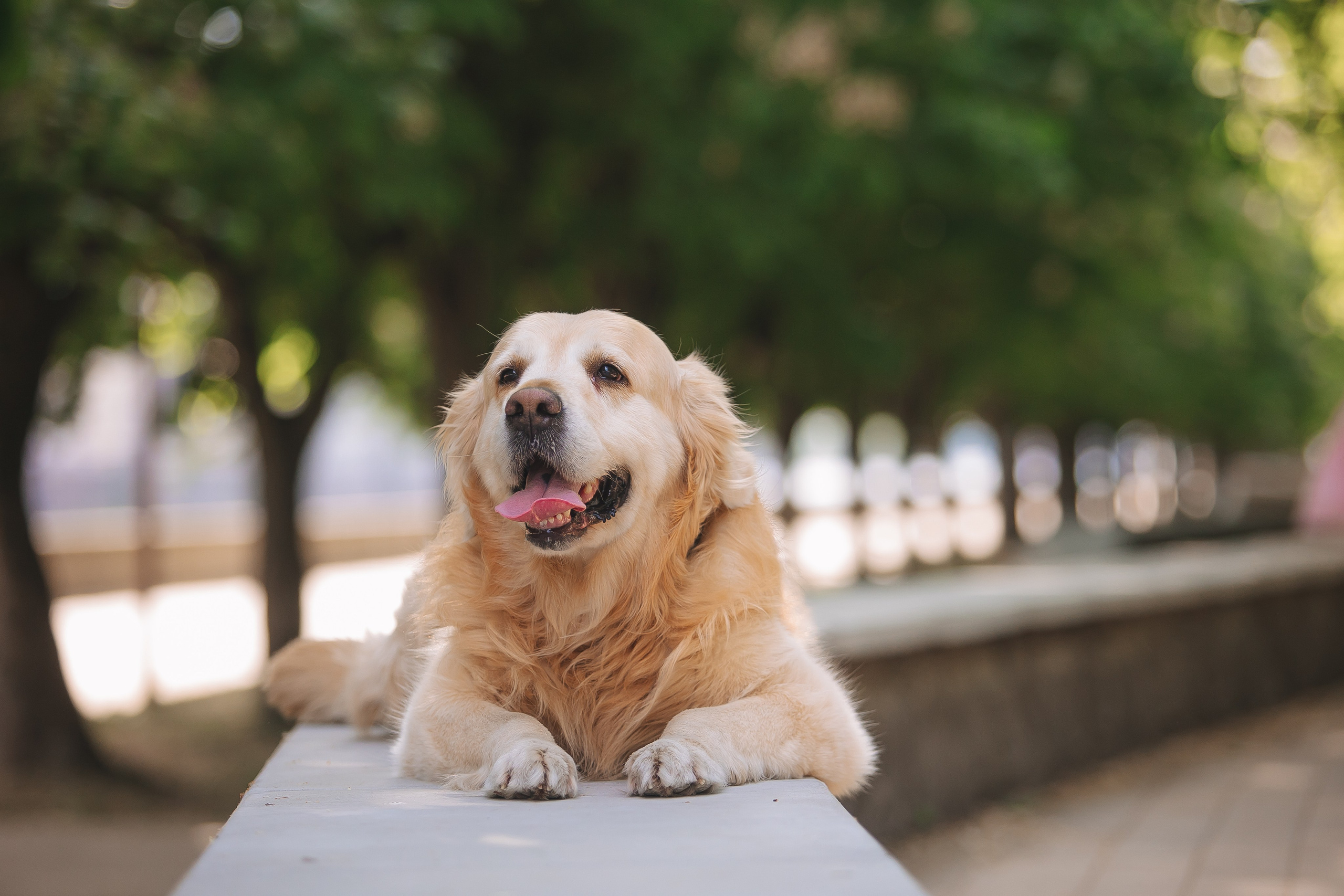 Золотистый ретривер Кант, Калининград. Свадебный и женский фотограф