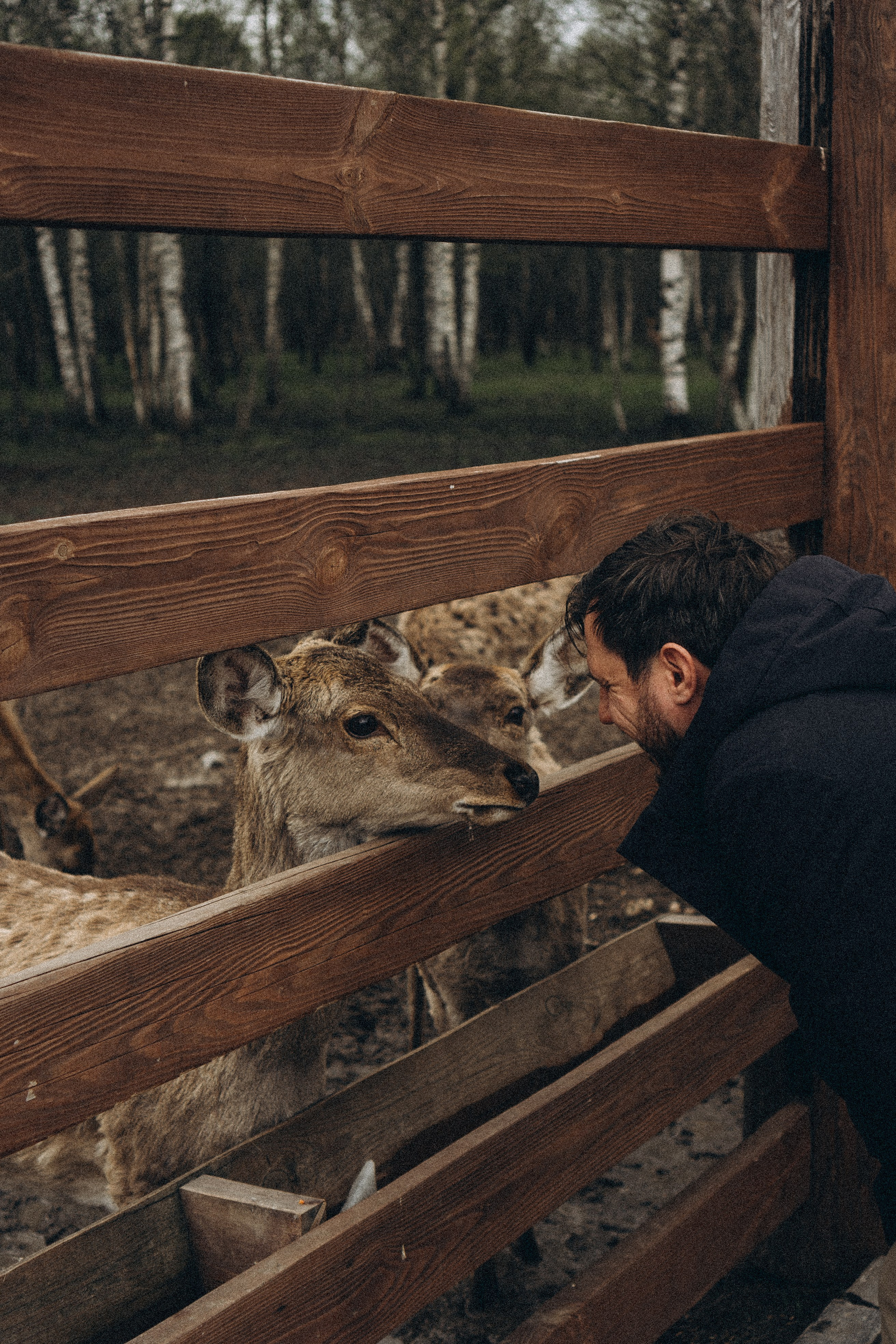 ОЛЕНЬЯ ФЕРМА В ТВЕРИ. Профессиональный фотограф, Санкт-Петербург — Виктория Богомолова
