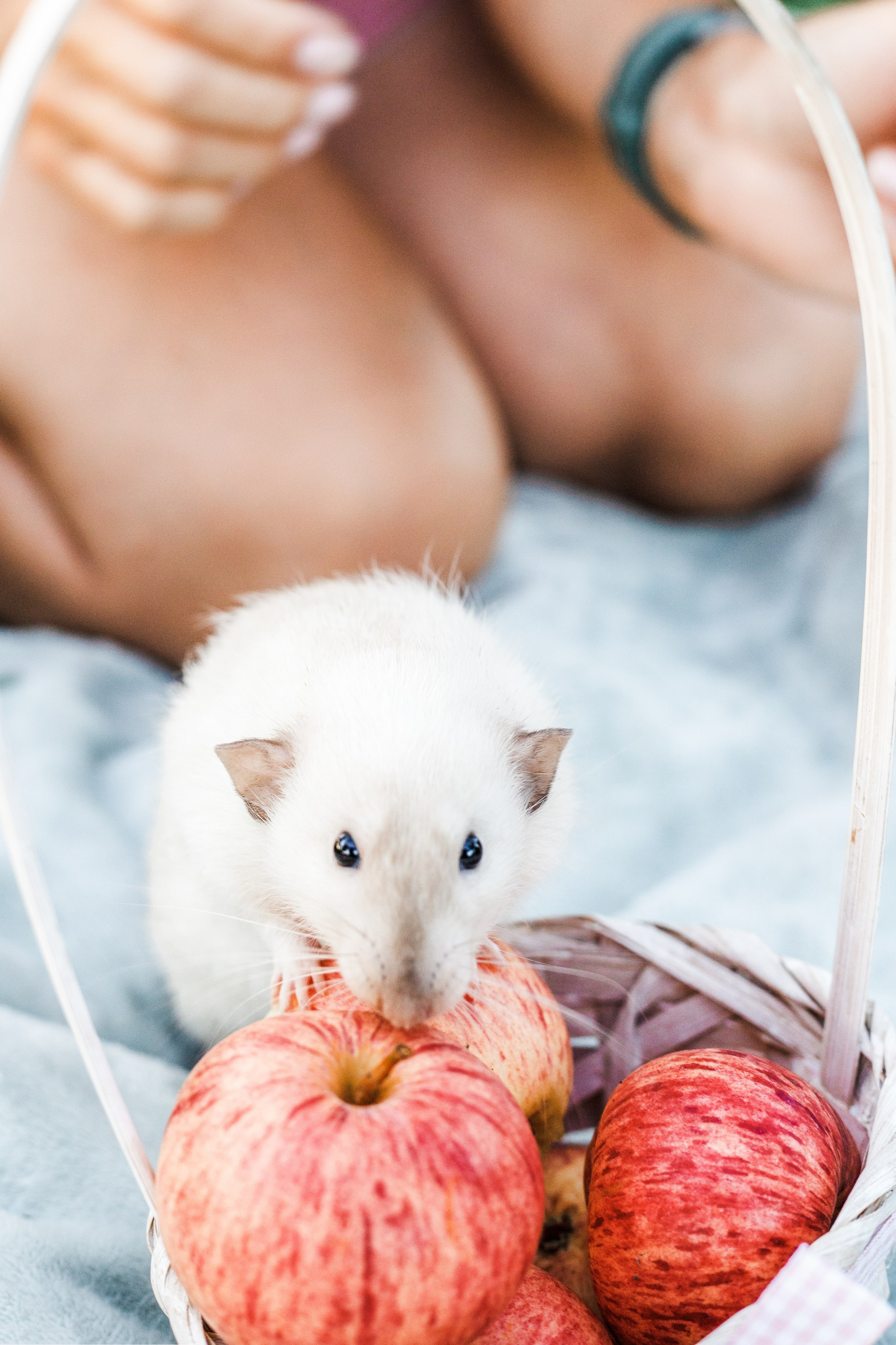 Наташа и её мальчики. Портфолио