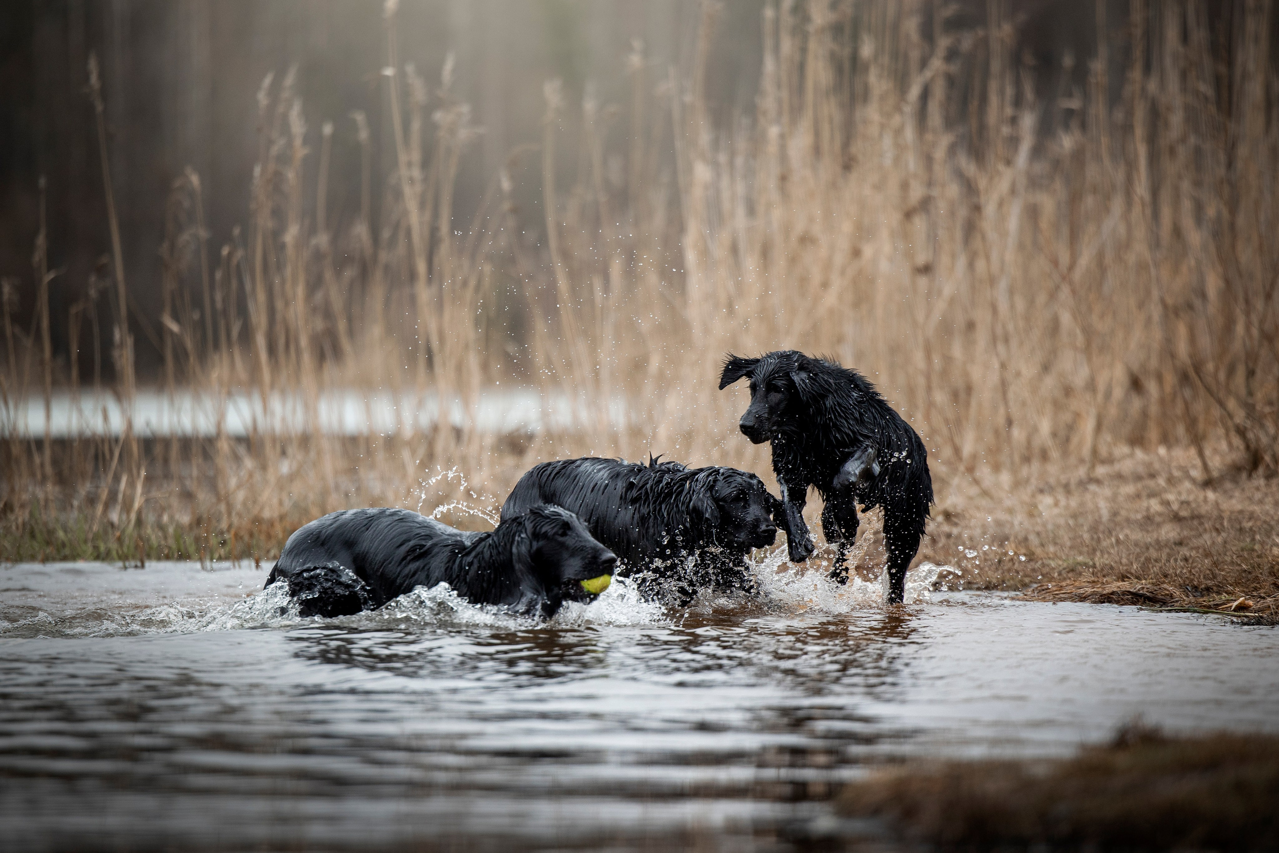 Ора, Ева, Рози и их семья. Фотограф — Анималист | Санкт-Петербург