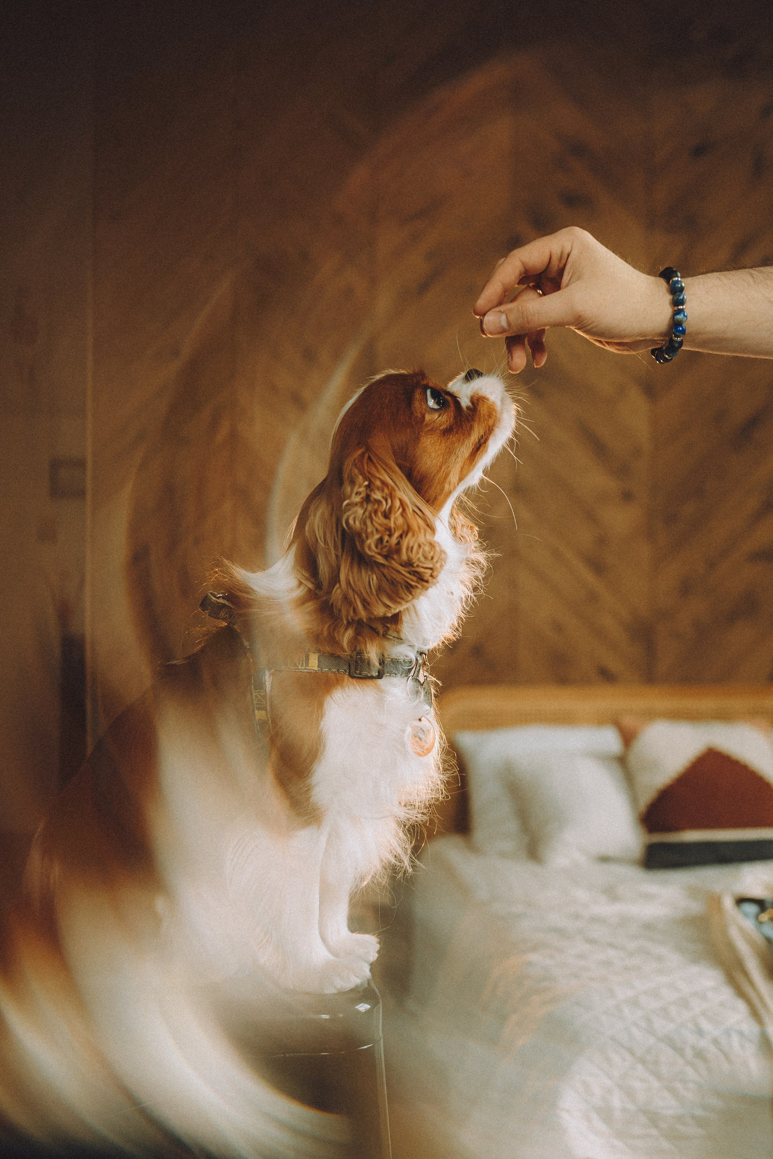 Валя, Вася, Аня и Ириска