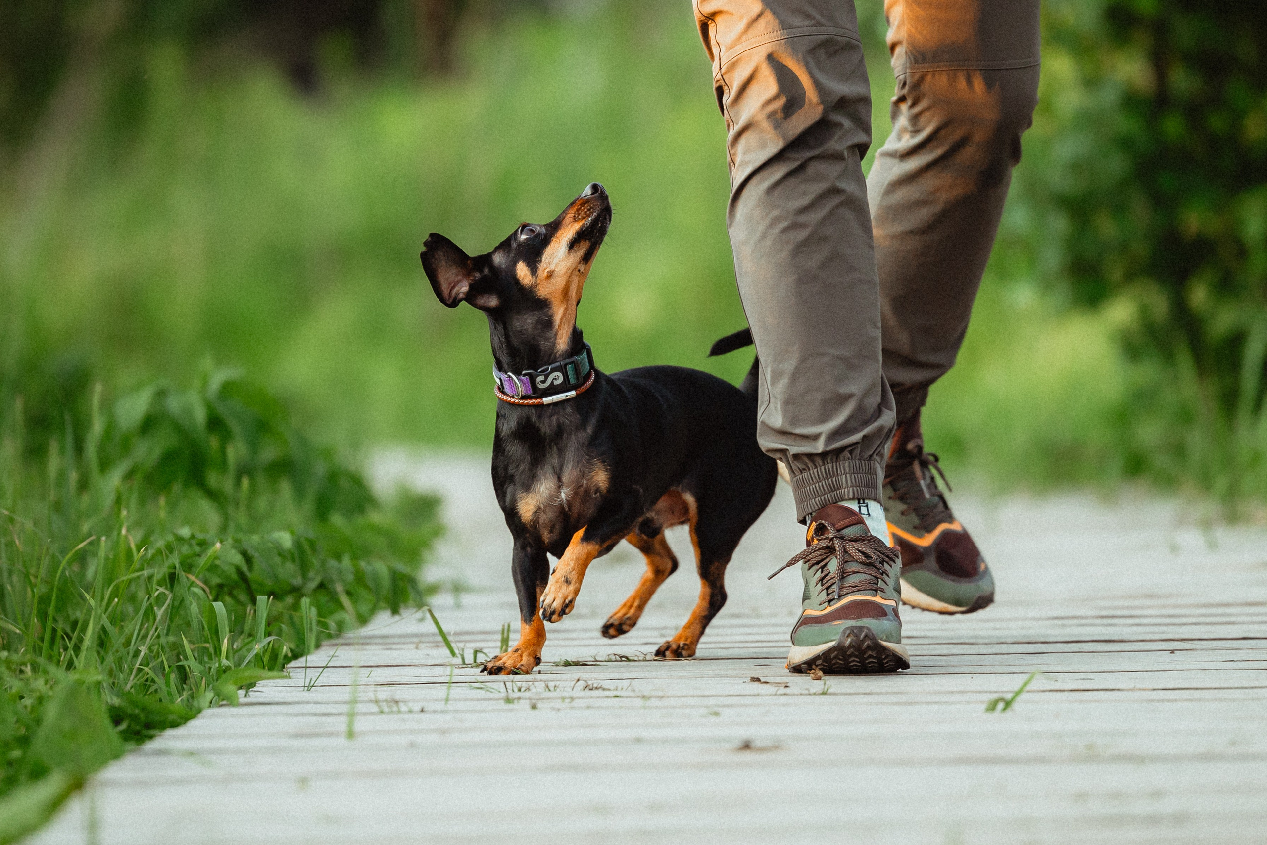 Выездной дог-тренинг от школы «Шерсть имею»