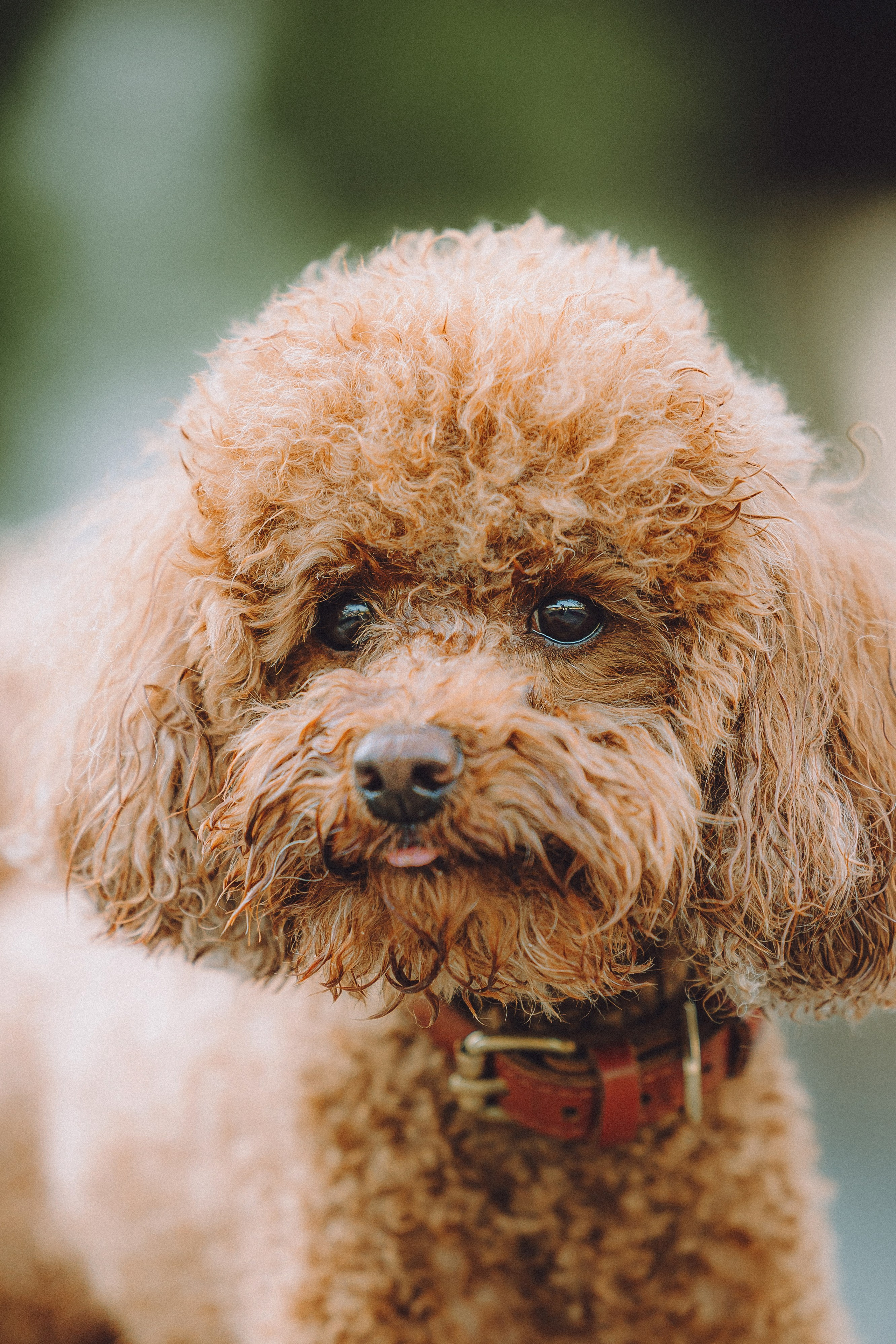 Марья и Буба