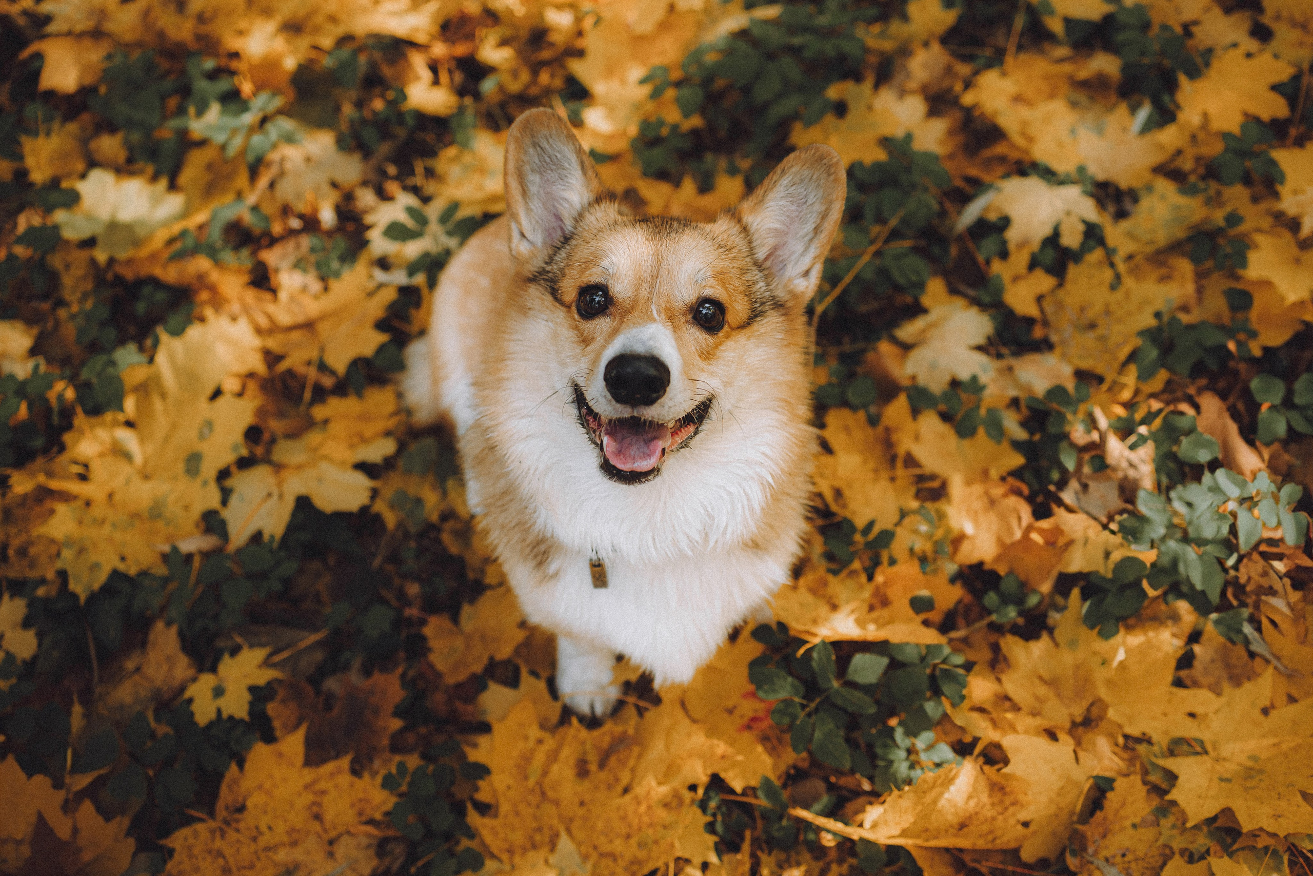 Карина, Даня и Аркаша