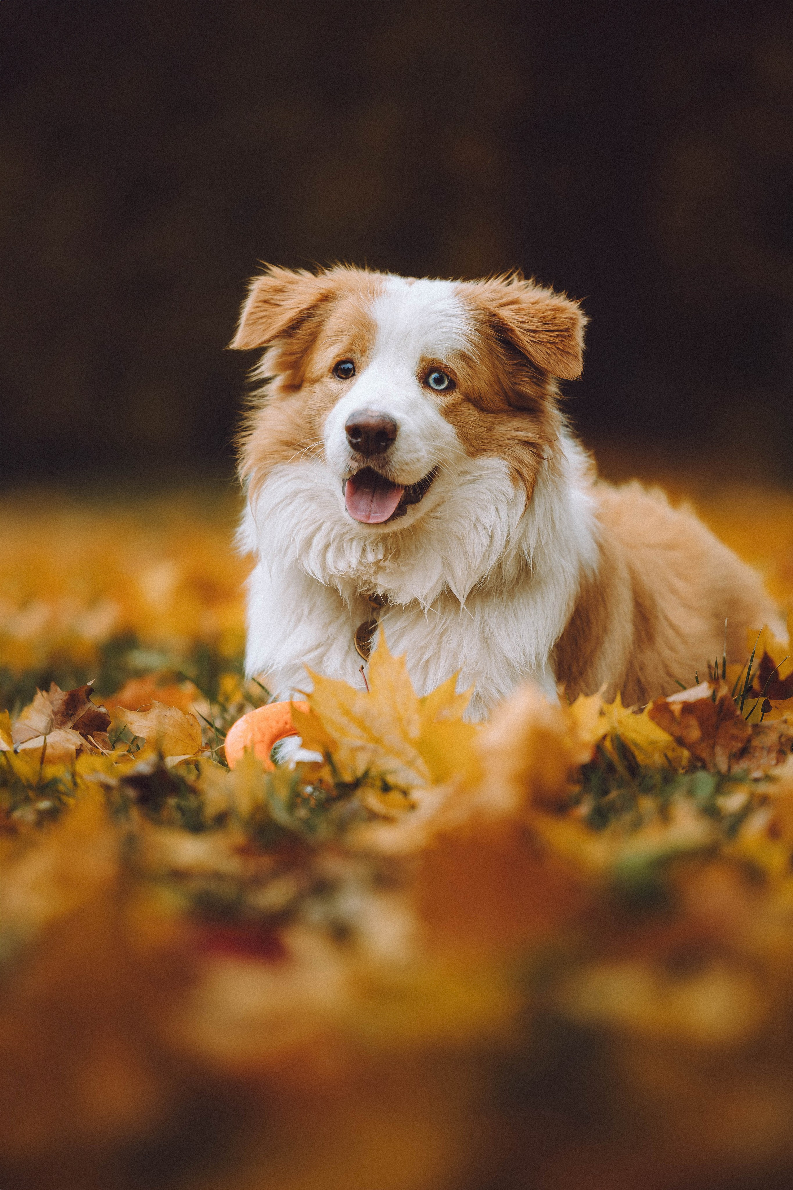 Алина, Витя и Асти