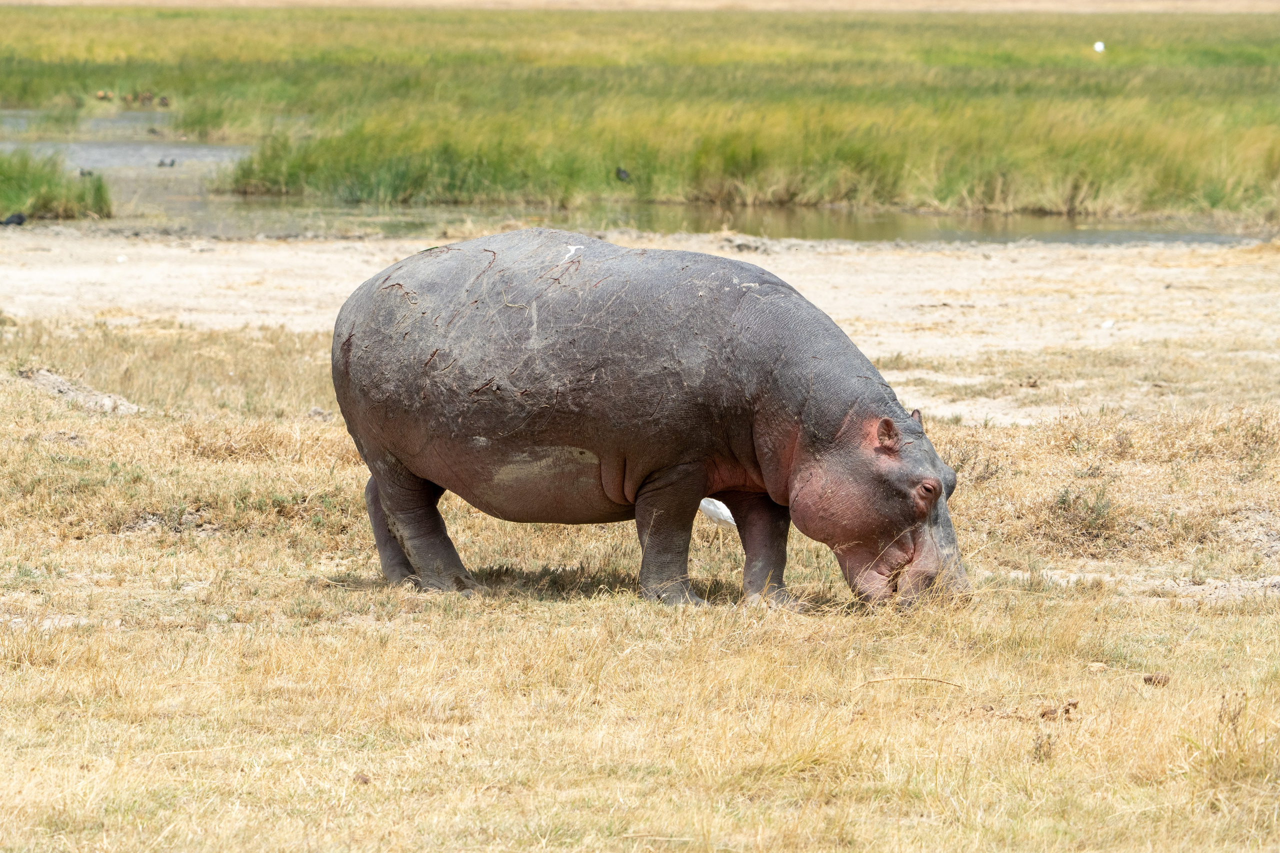 Танзания, сафари, 2025. Творческие сьемки