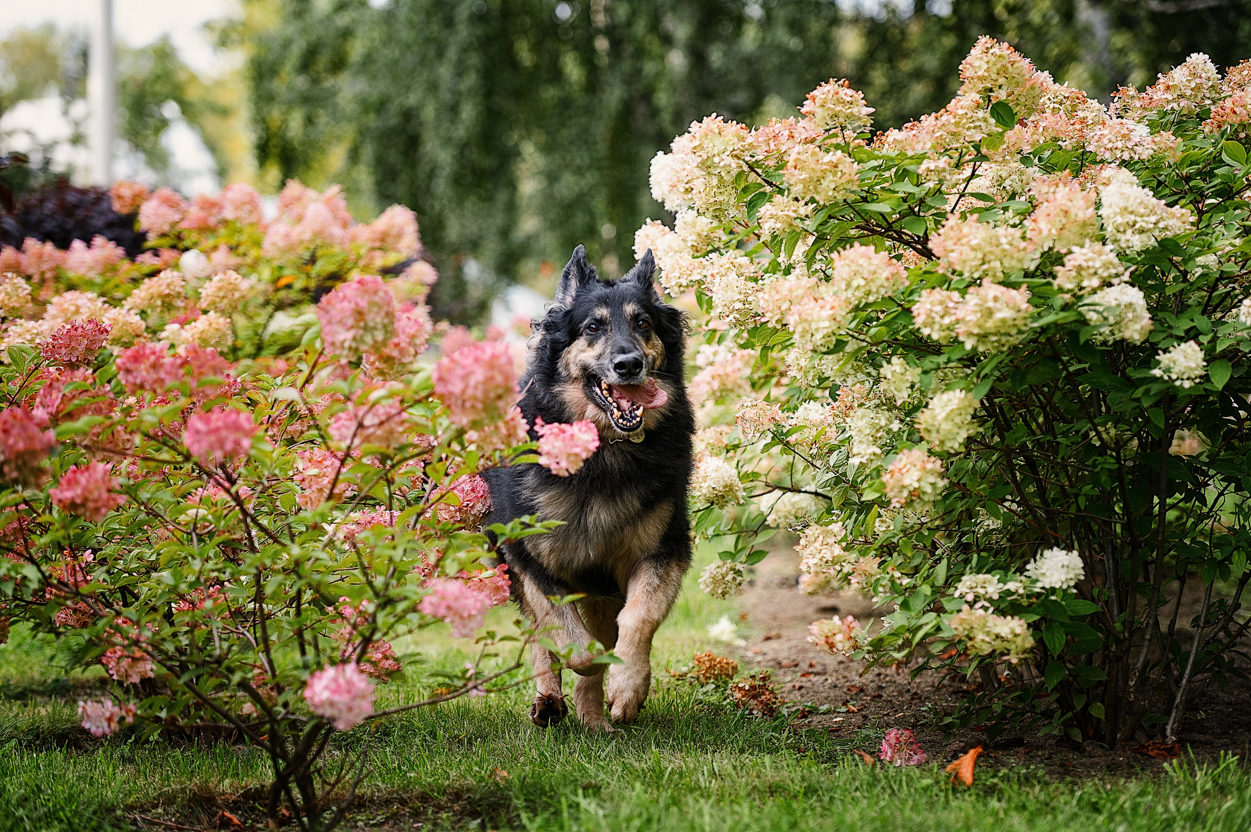 Алиса на ВДНХ. Фотограф-анималист