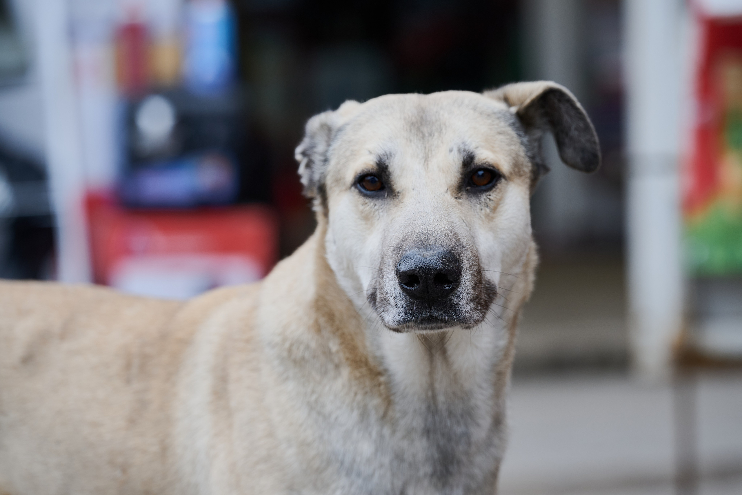 Рубежное. Луганская область. Фотопроект «Территории»