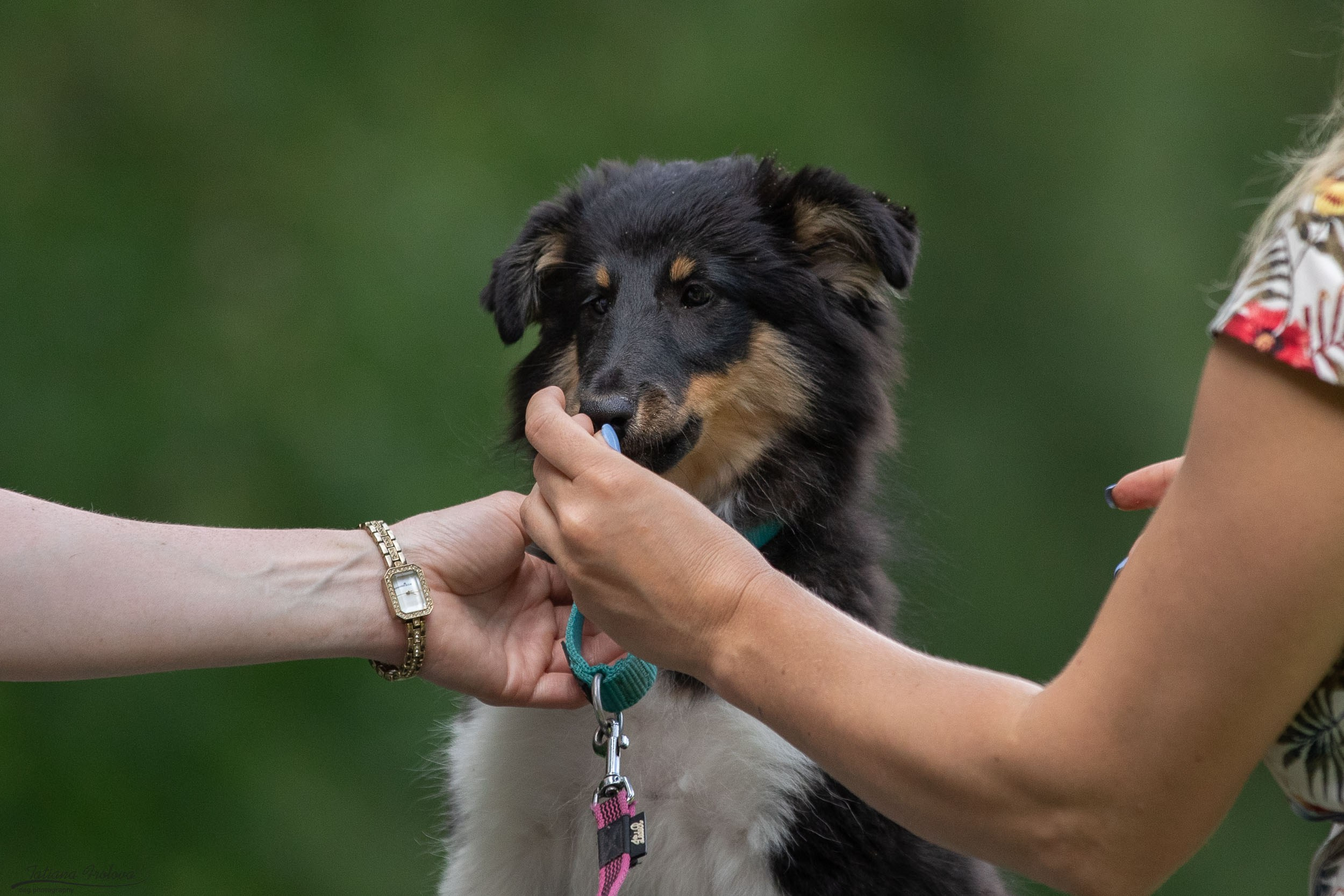 Репортаж с выводки молодняка колли/шелти в Ясенево. Фотограф-анималист в Москве и Московской области Татьяна Фролова
