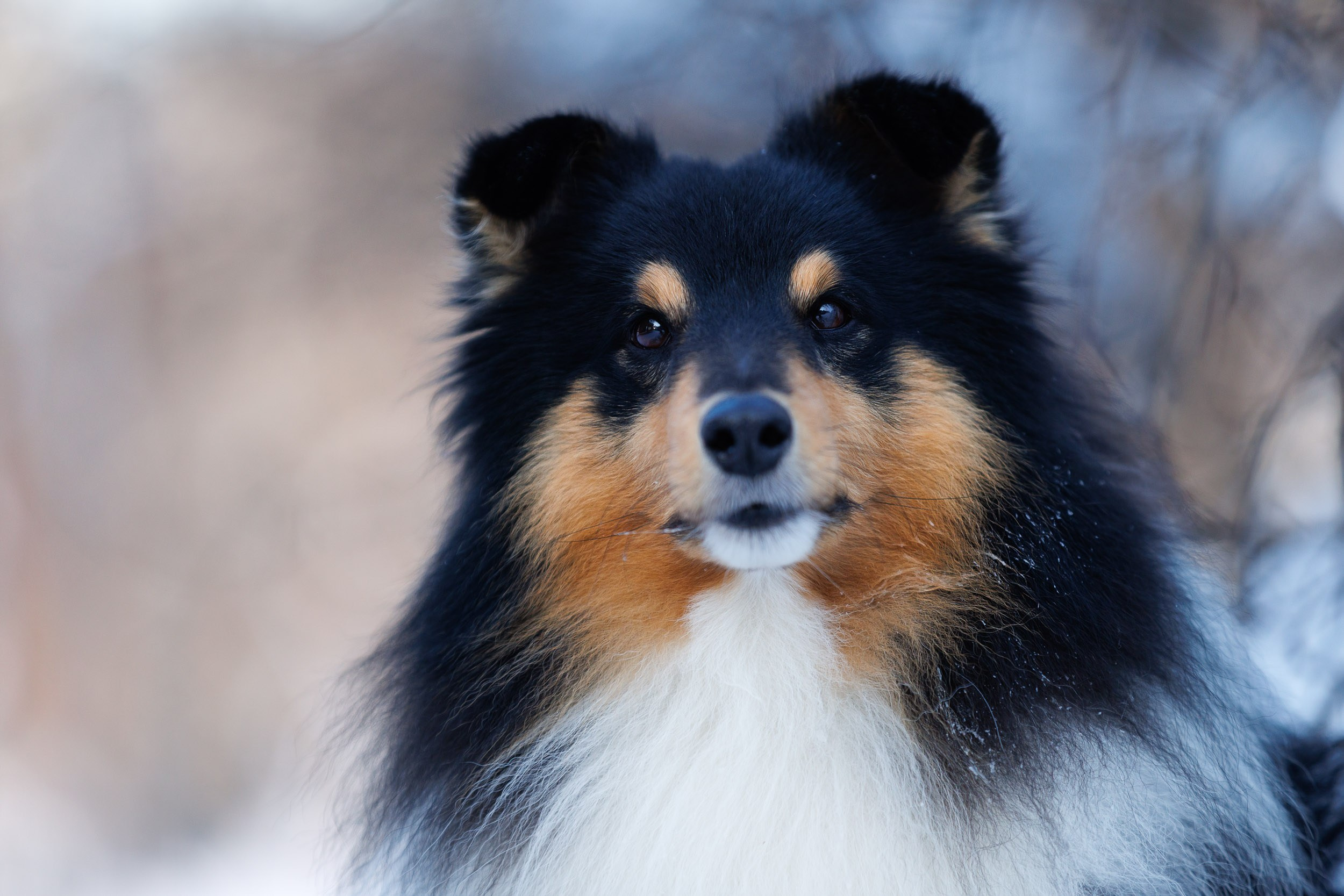 Марик и Дэн. Фотограф-анималист в Москве и Московской области Татьяна Фролова