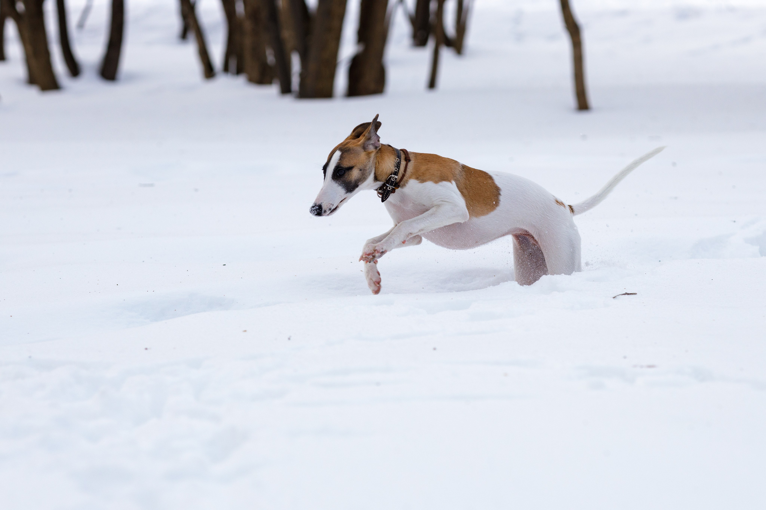 Ланди. Анна Самохина. Фотограф. Москва