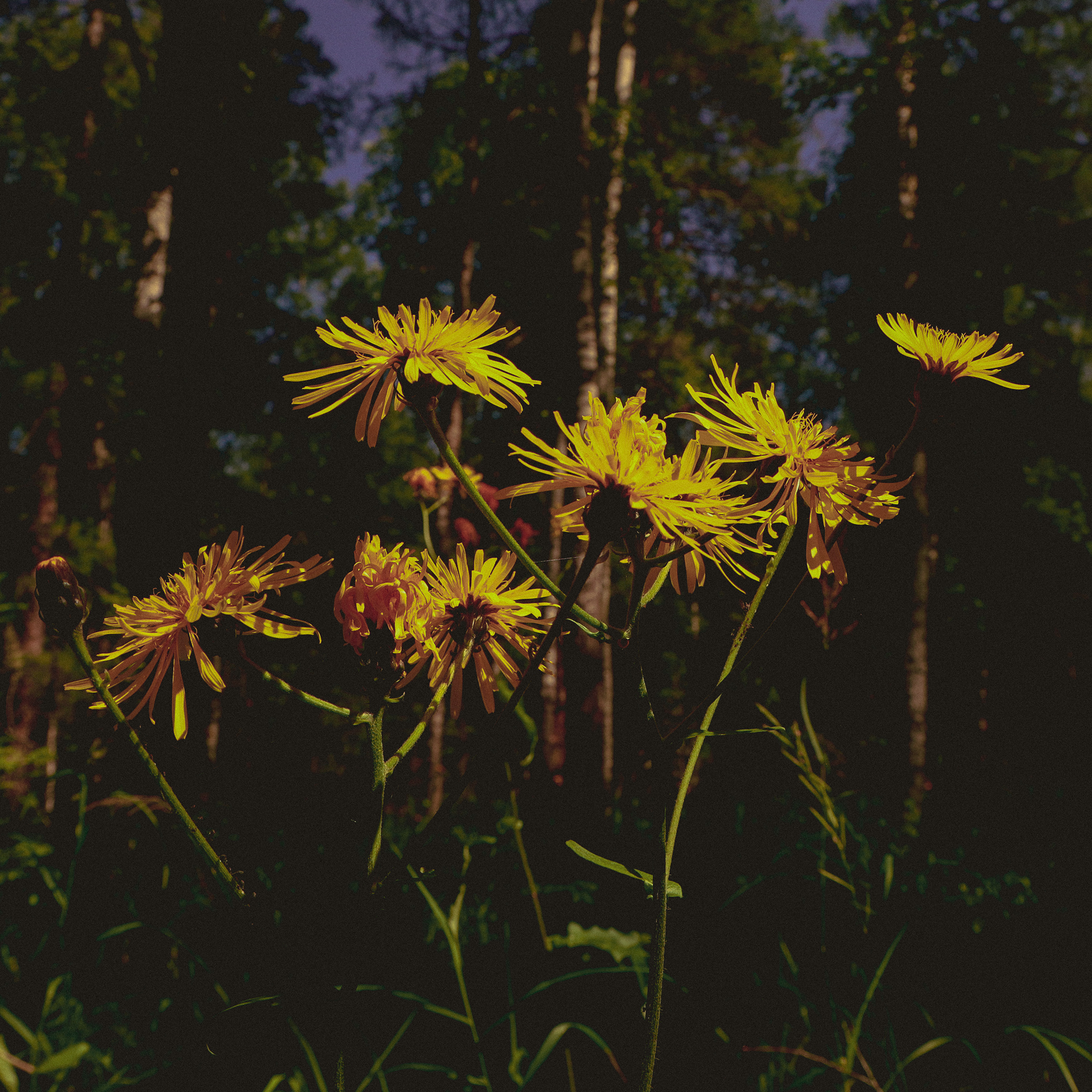 Summer hike. Фотограф/дизайнер в Екатеринбурге Хитрый Дмитрий