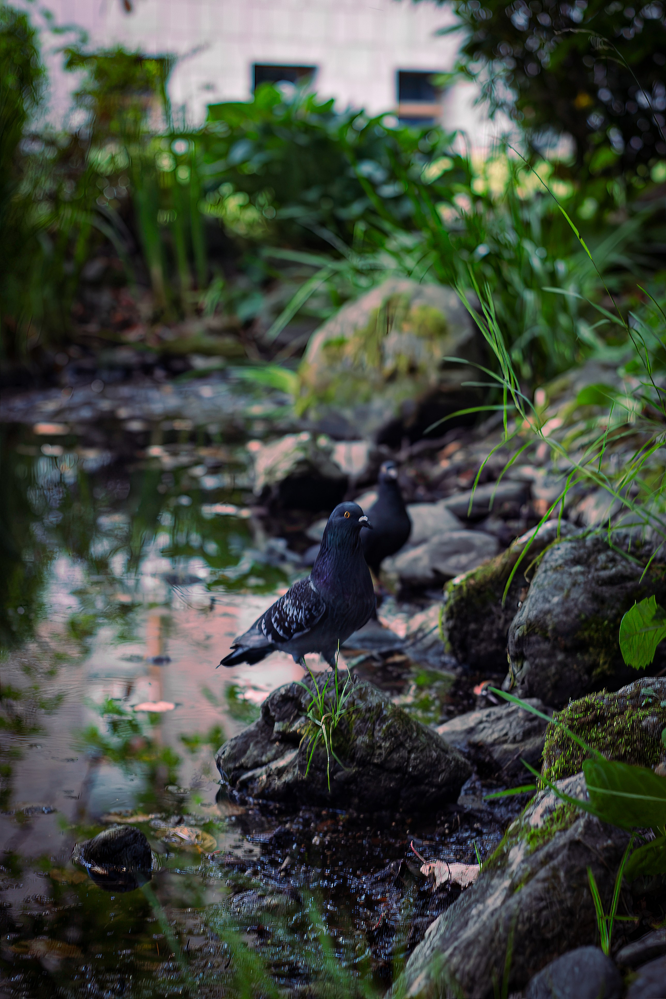 Поющий музей. Ярморка. 31-07-2025. Фотограф в Южно-Сахалинске Гусаков Евгений