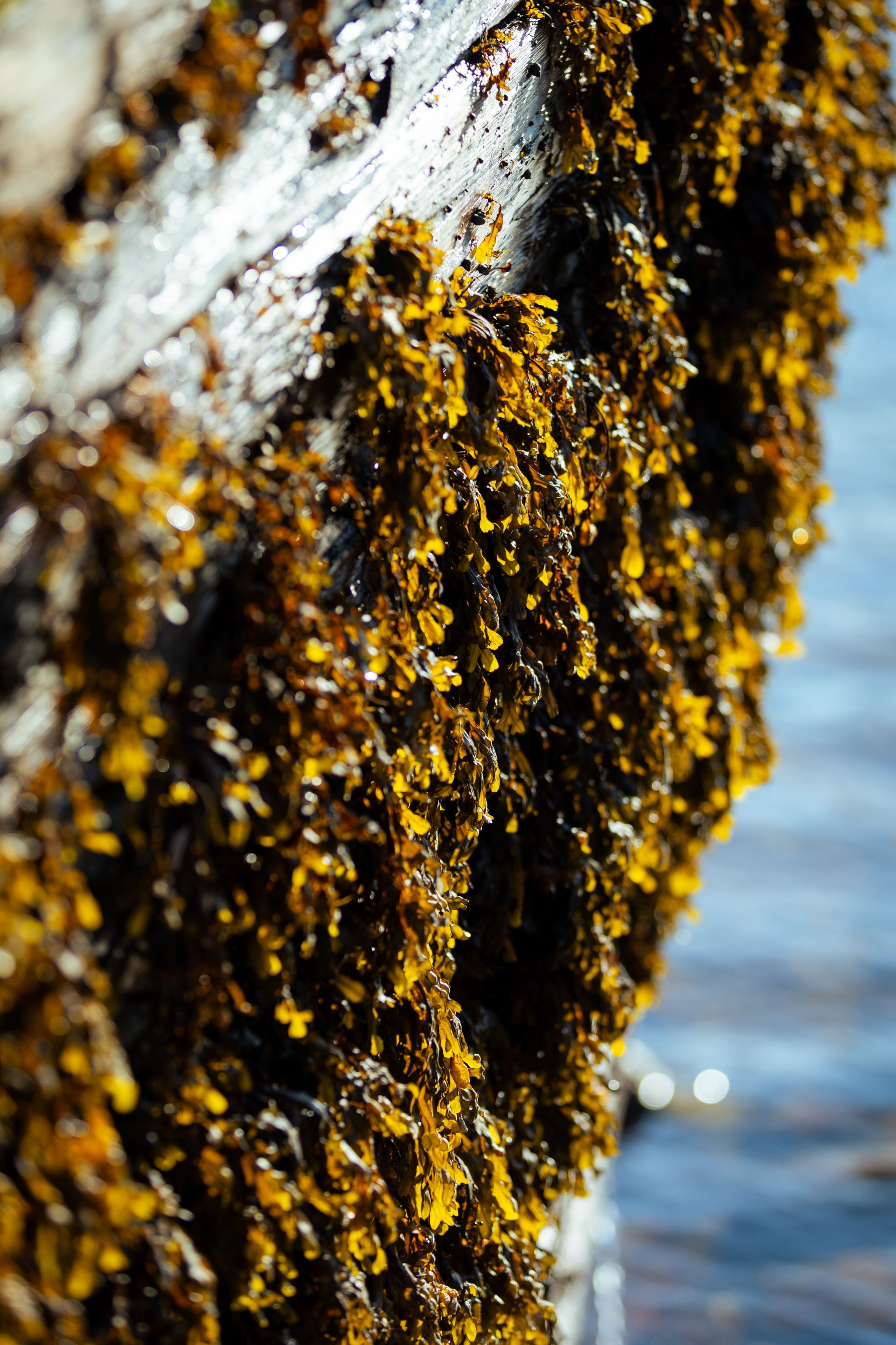 Кольский (осень 2025). Фотограф Виноградов Константин