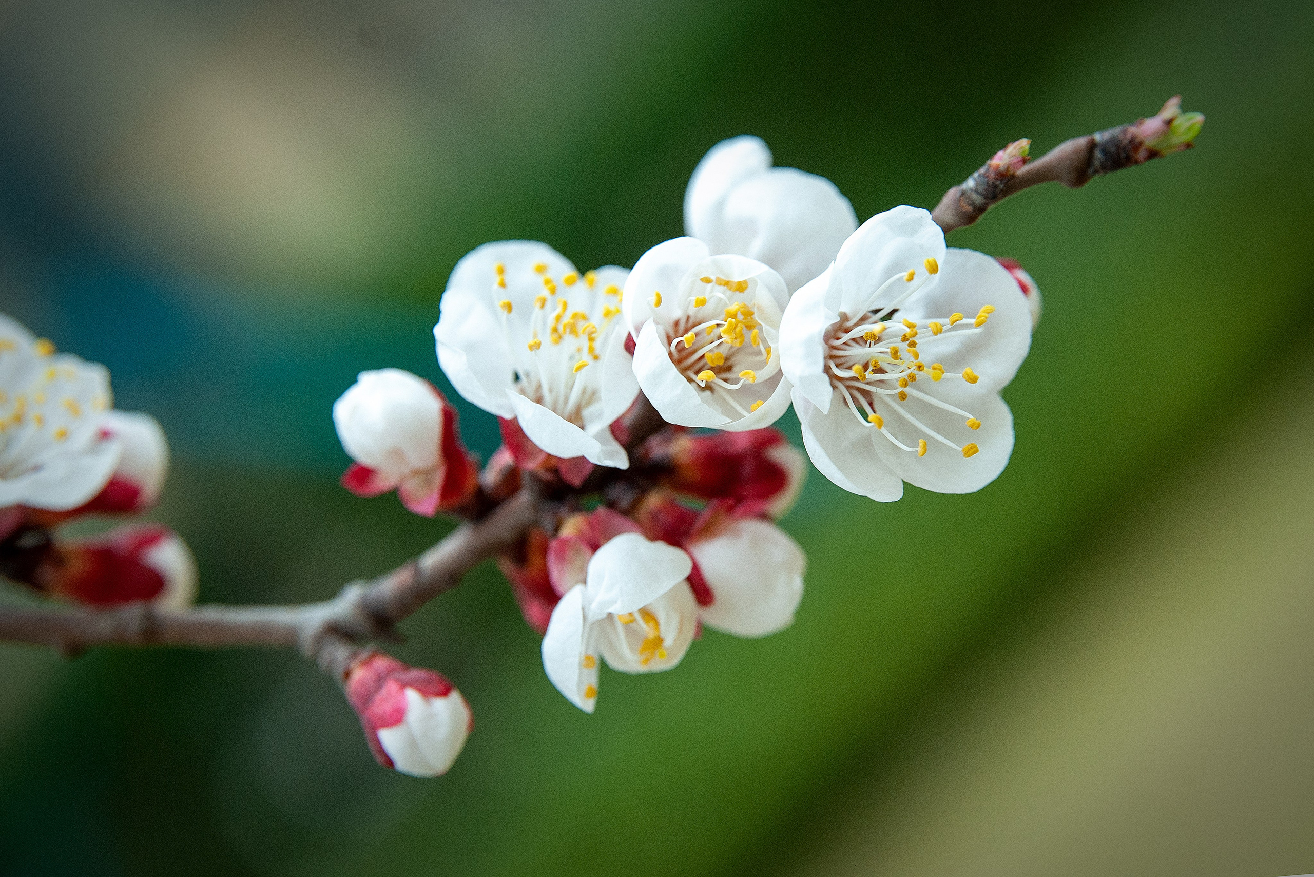 Весна. FotoGraf