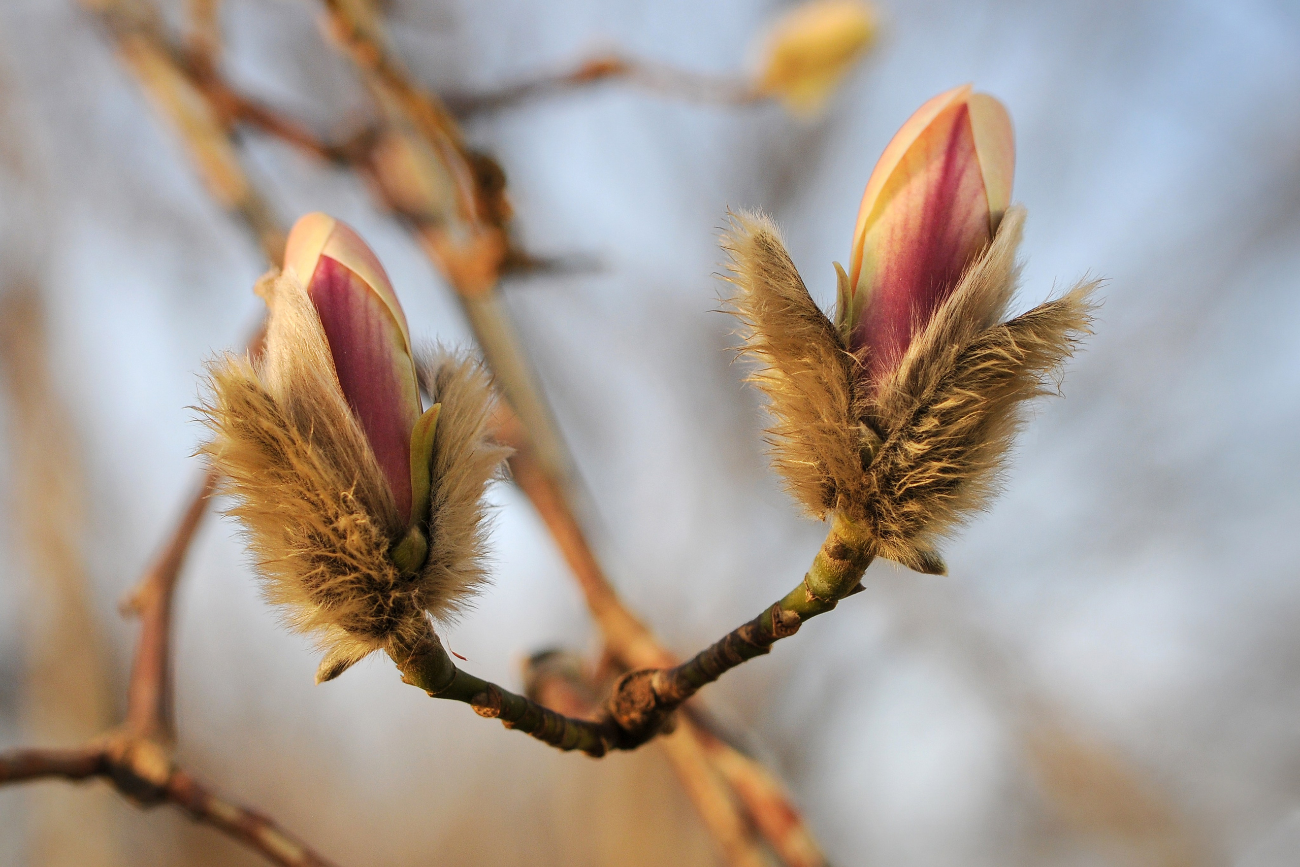 Весна. FotoGraf