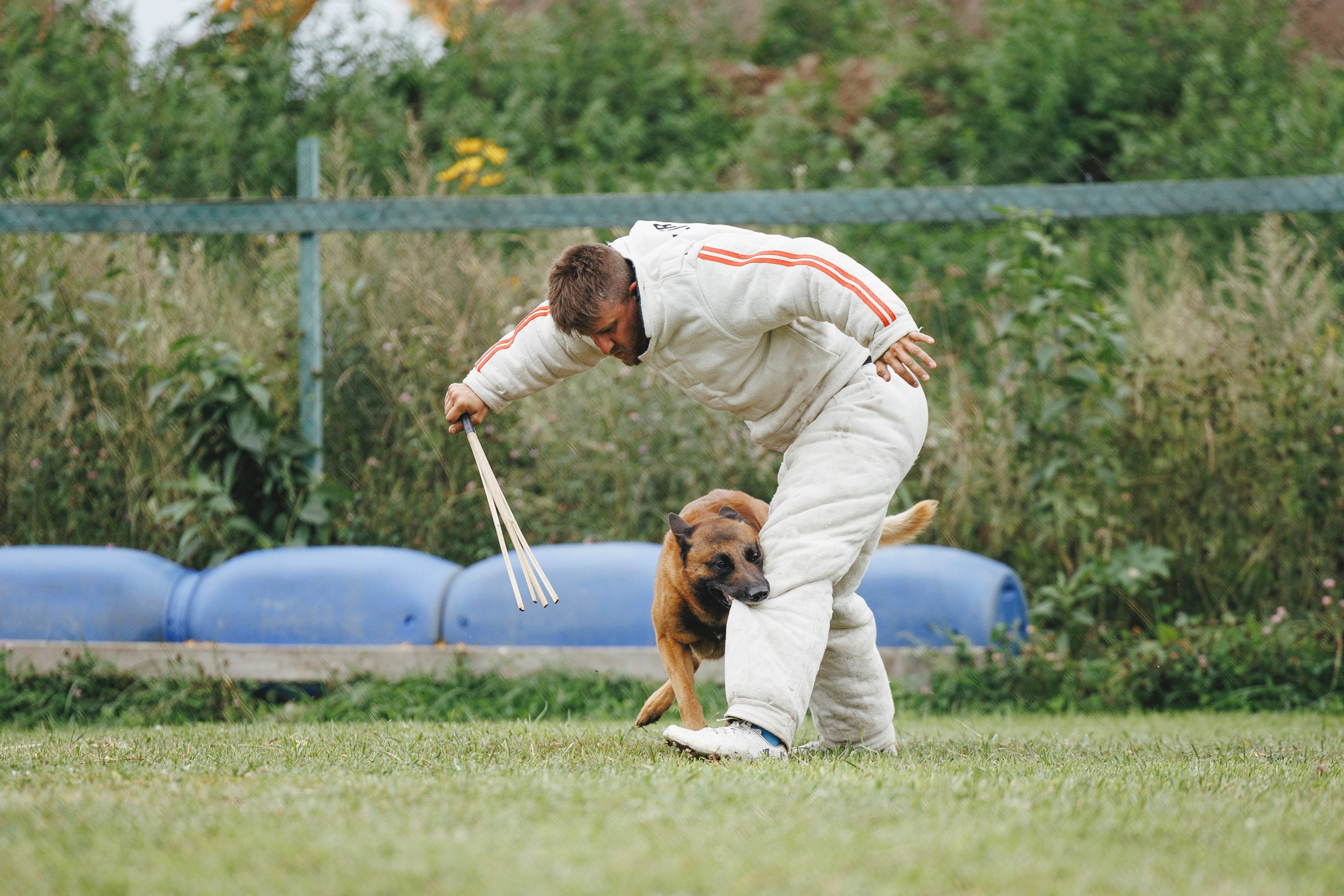 08.08.25-10.08.25 ЧР по мондьорингу г. Вологда. Фотограф-анималист Анна Маринич