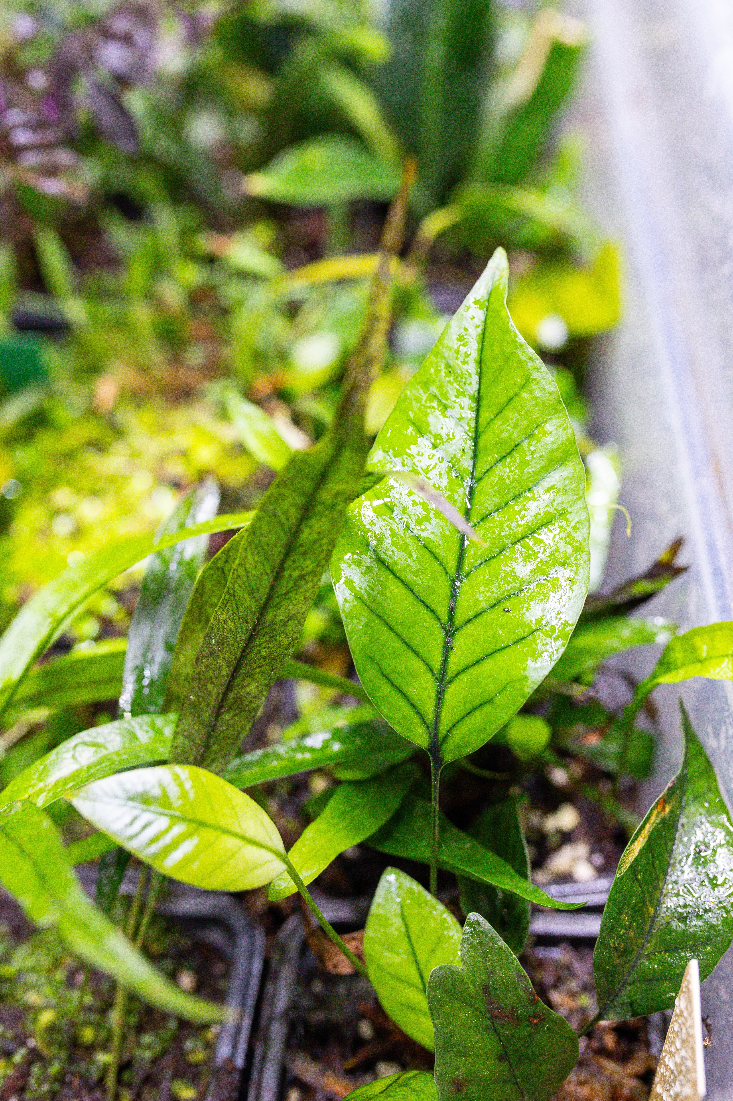 Монстериум 11–12 октября. Александра Куликова фотограф, Москва