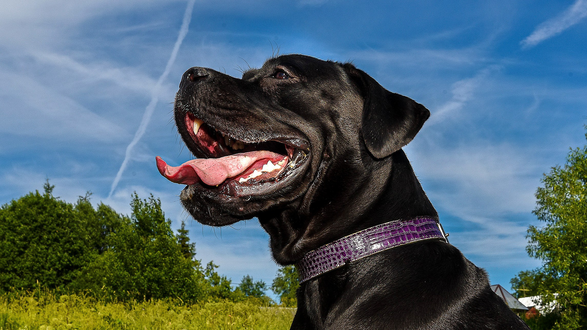 Собаки. Фотограф-анималист в СПб