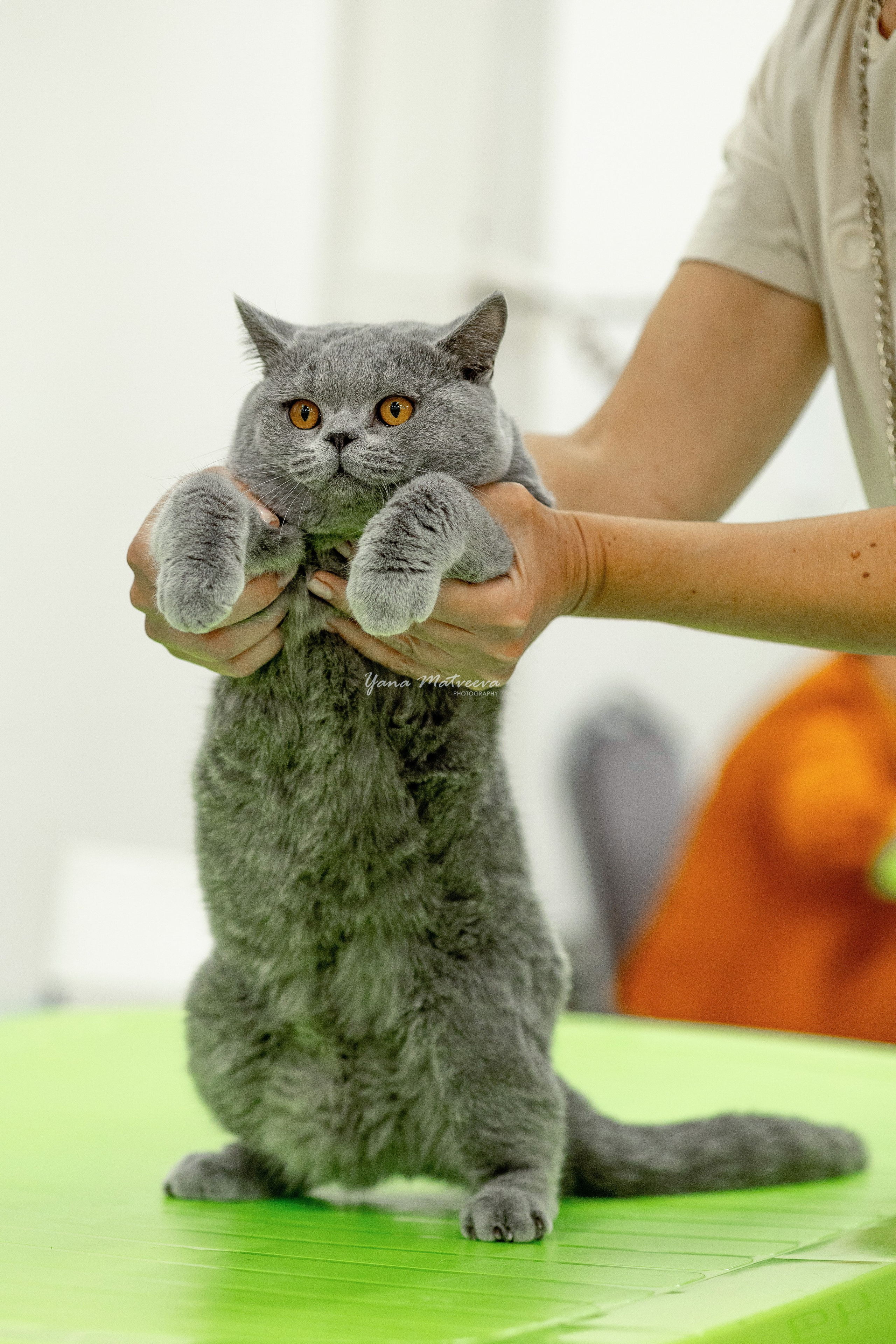 Кошки. Фотограф Яна Матвеева в Ижевске