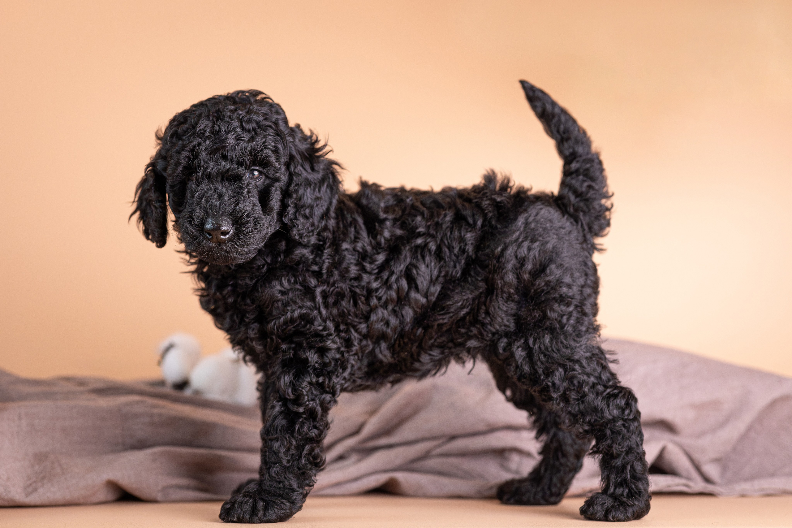 Щенки. Фотограф Яна Матвеева в Ижевске