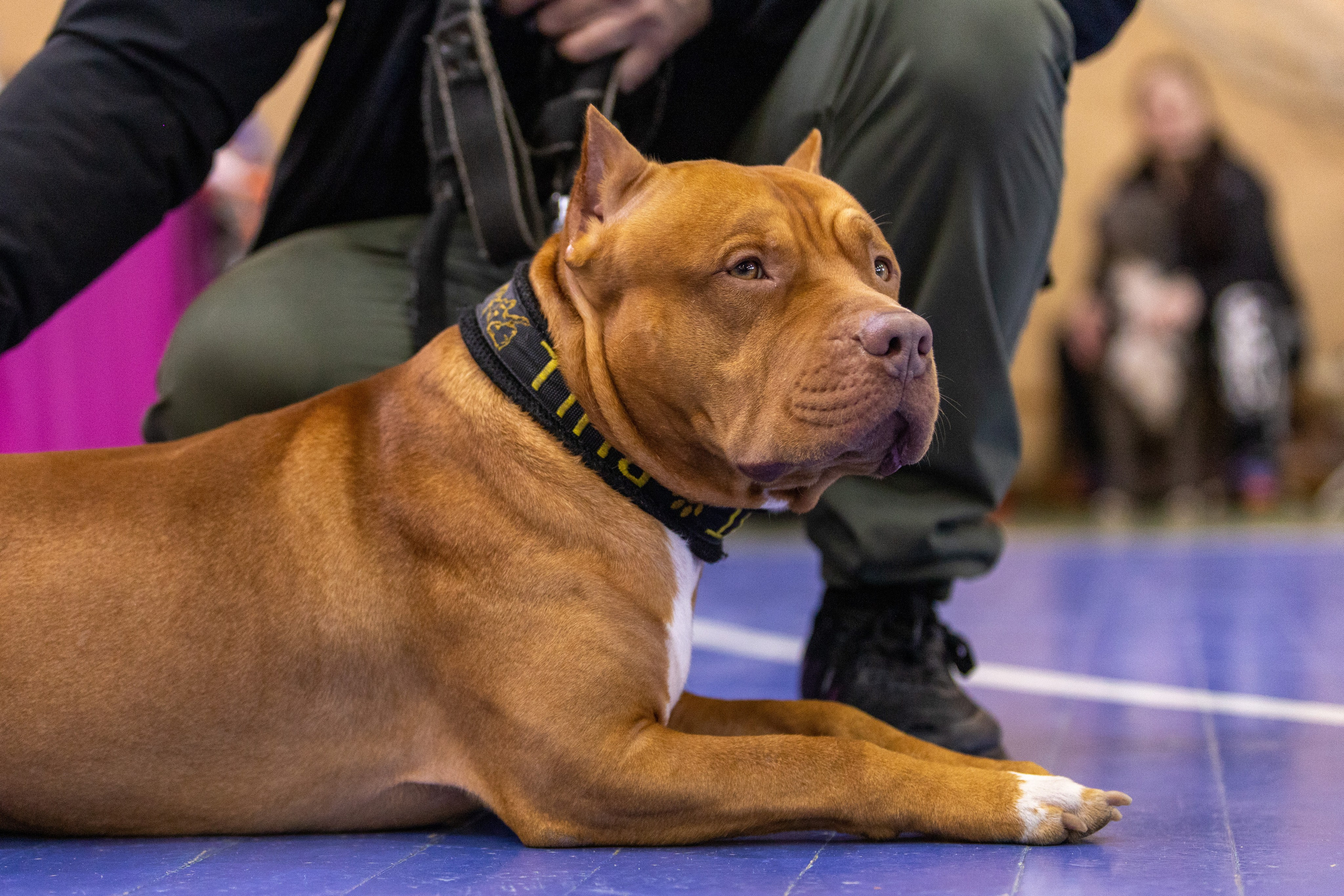 Собаки. Фотограф Яна Матвеева в Ижевске