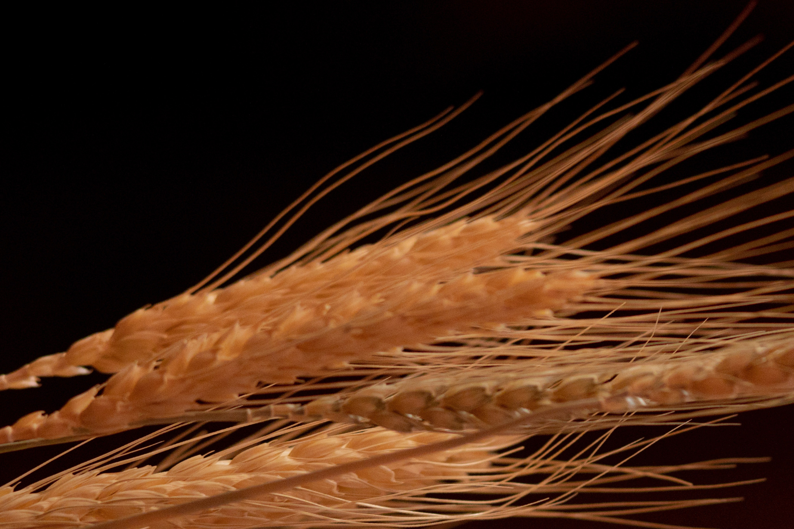 Новогодний корпоратив в фольклорном стиле. Особняк Лемана. Оформление свадеб, декор свадеб Вера Маркова, Москва